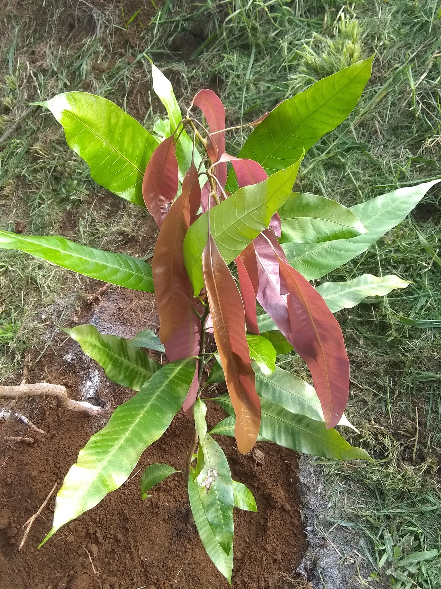 64日目:カストゥリを植えた