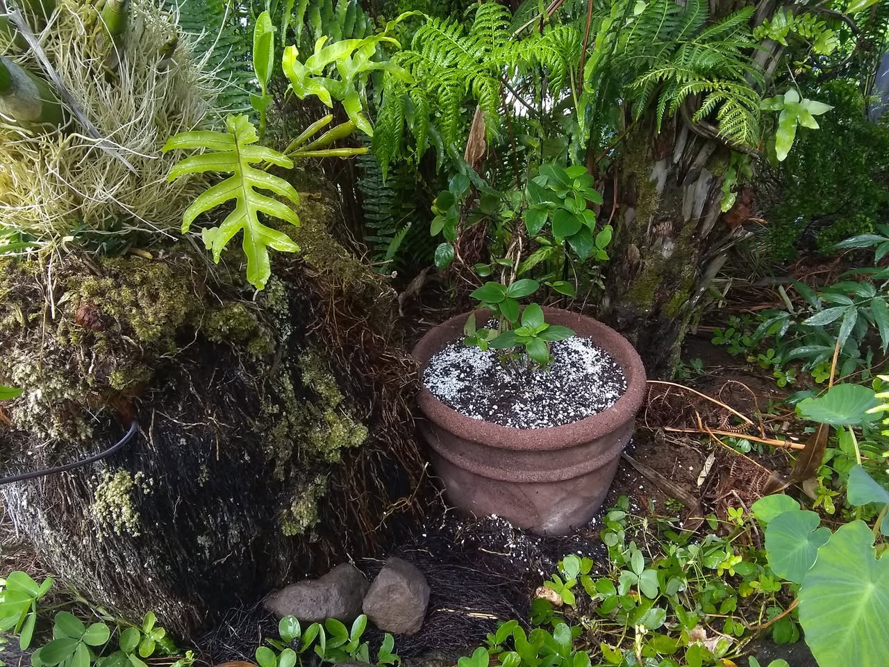 65日目:マルメロを植えた