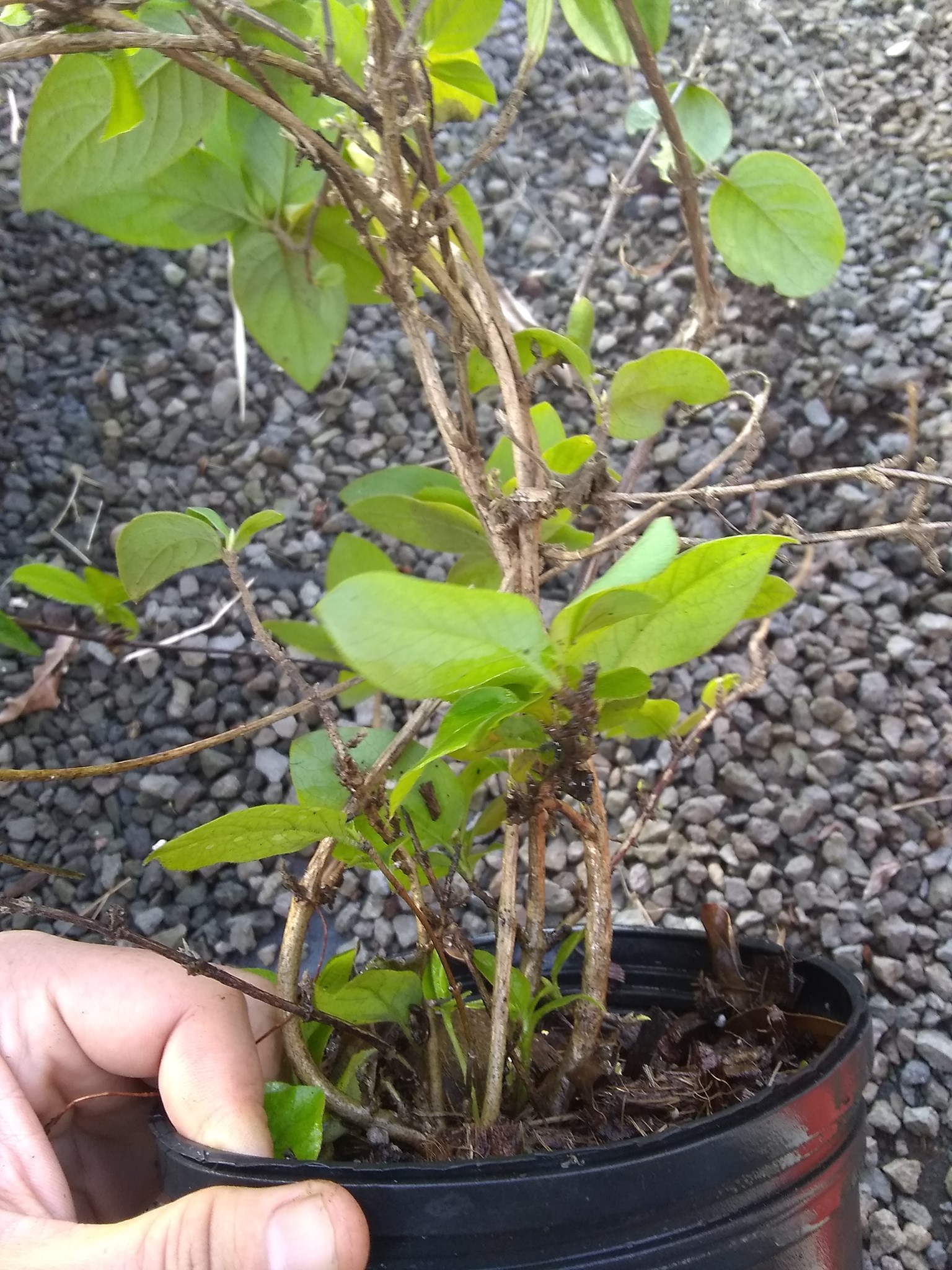 65日目:マルメロを植えた