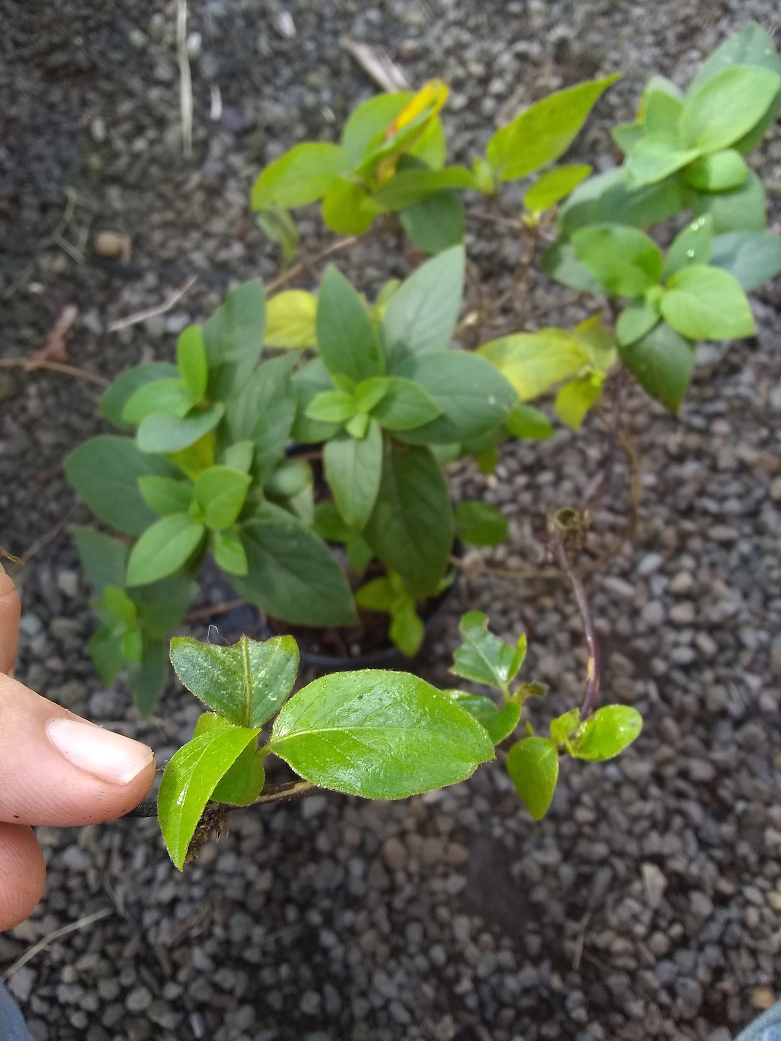 65日目:マルメロを植えた