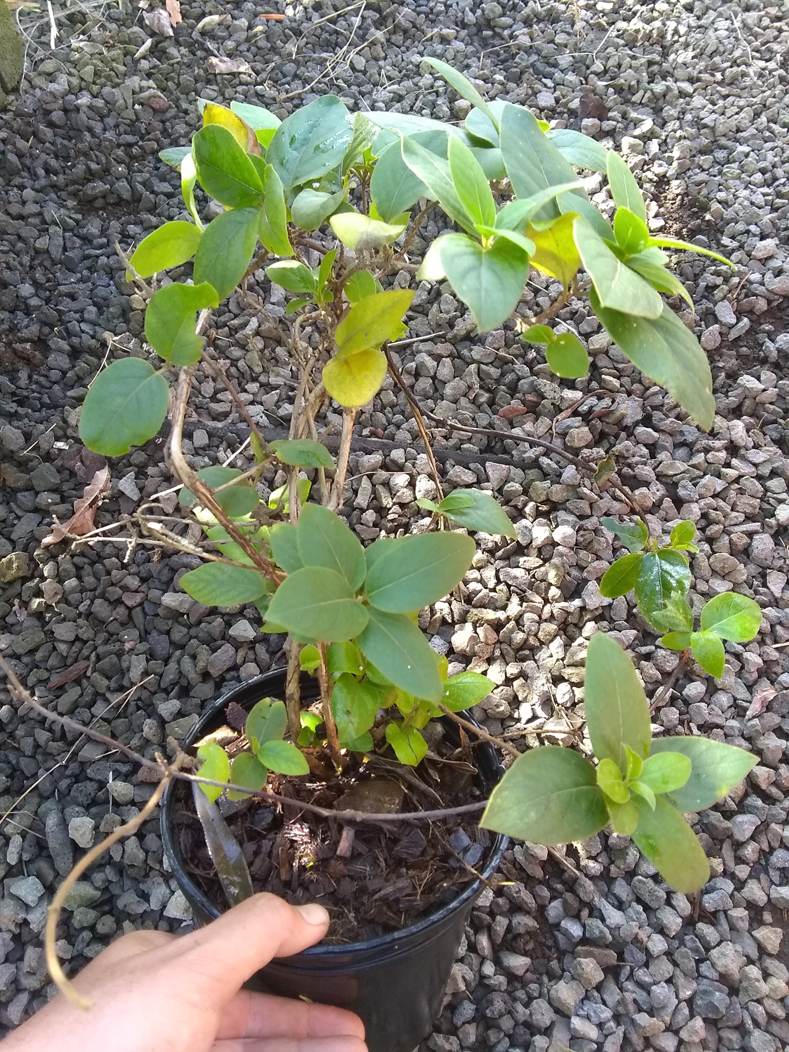 65日目:マルメロを植えた