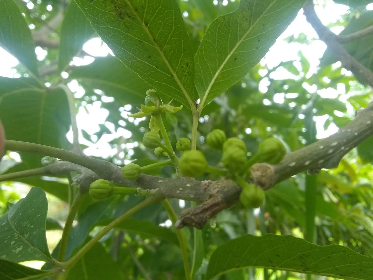 66日目:白サポテの開花