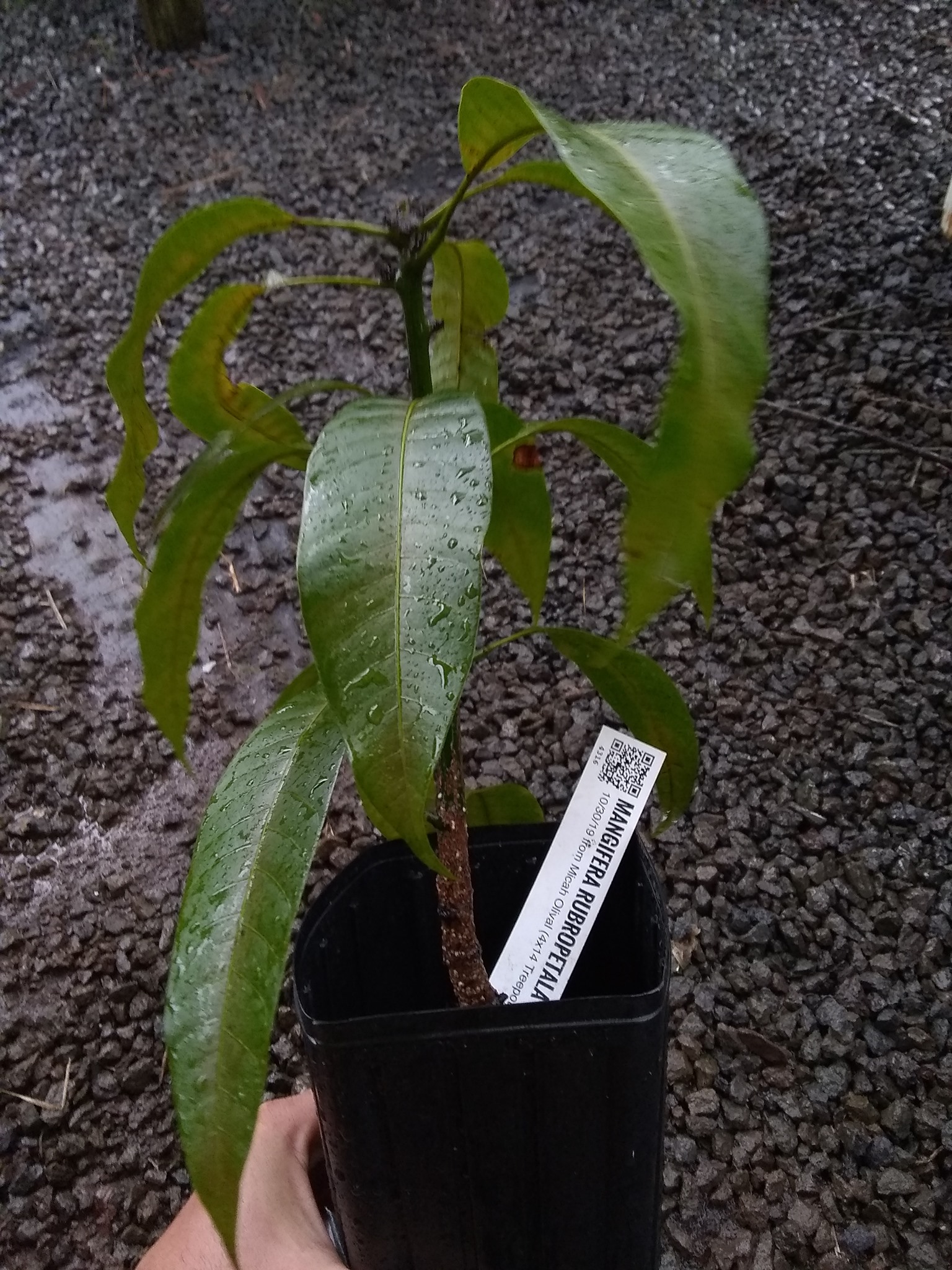 67日目:Mangifera rubropetalaを植えた