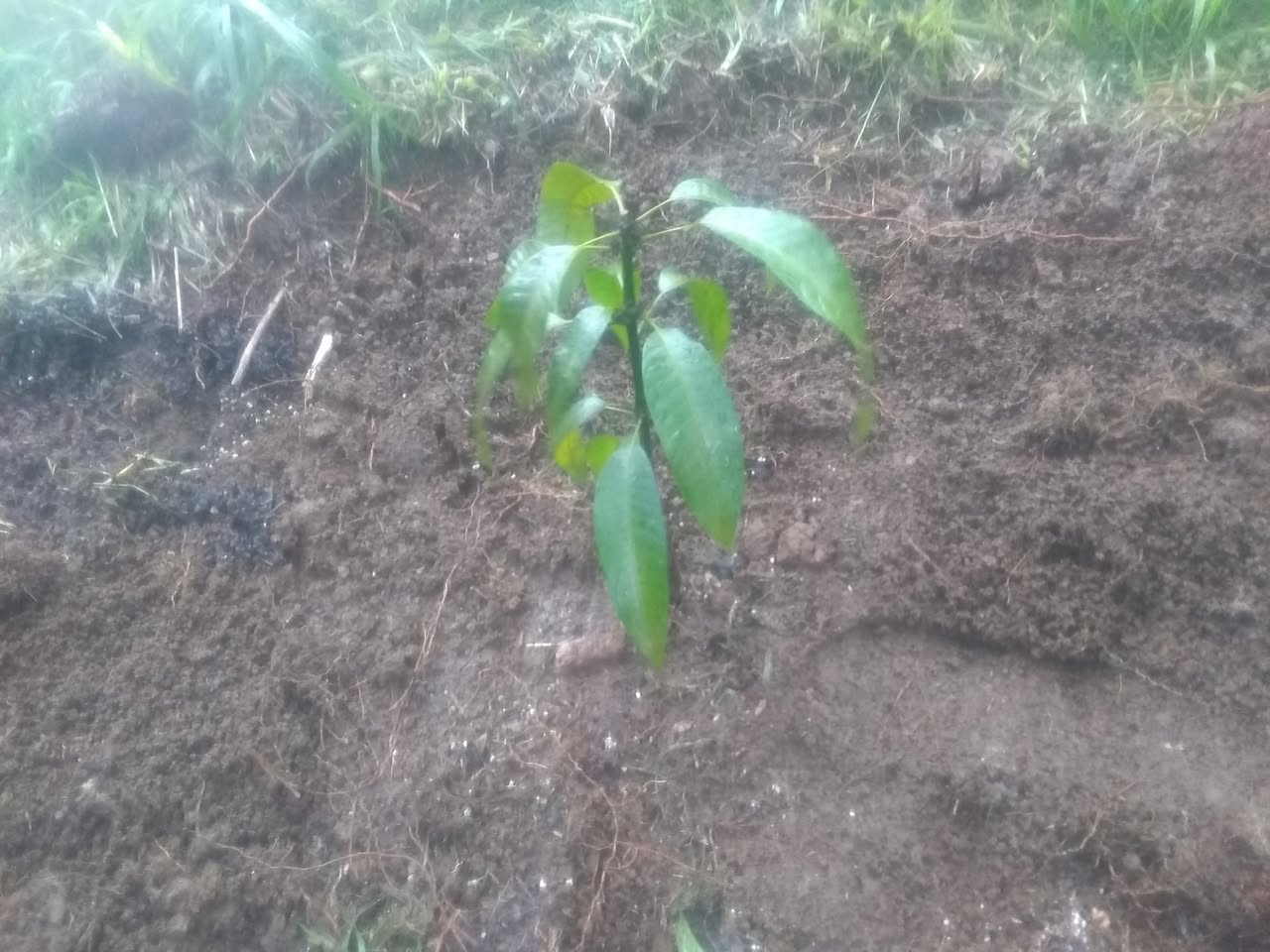 67日目:Mangifera rubropetalaを植えた