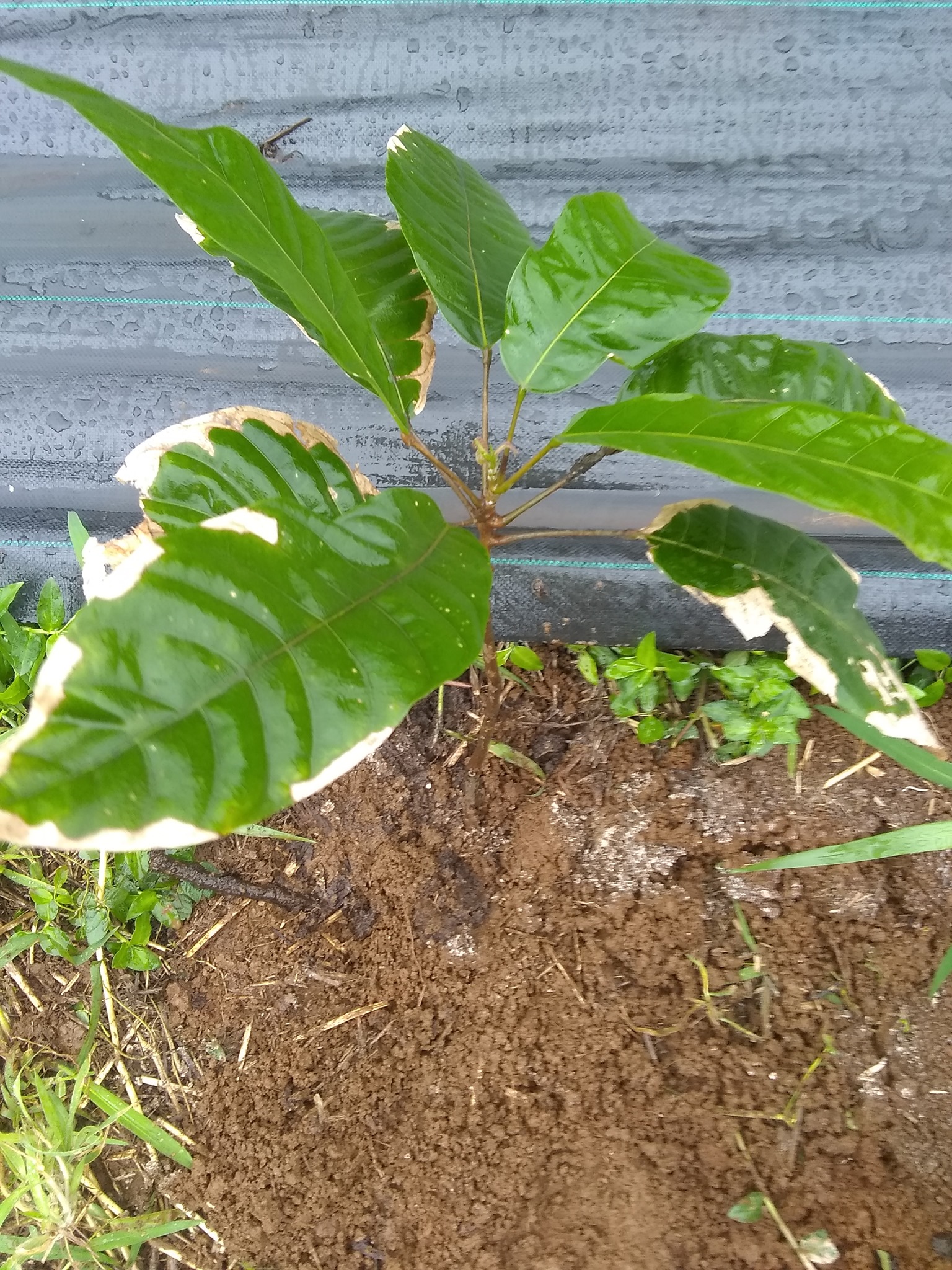 68日目:カカオを植えた