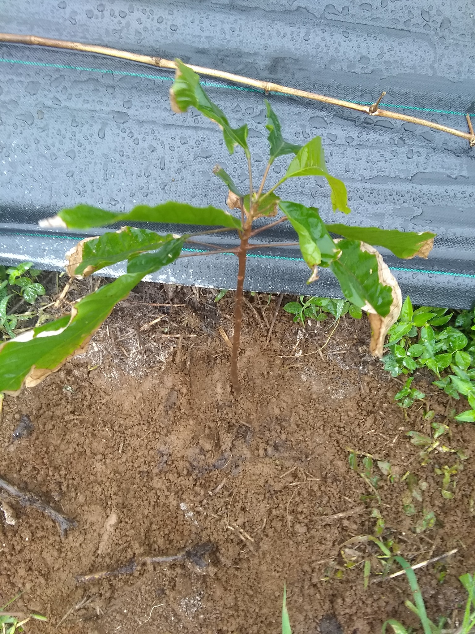 68日目:カカオを植えた