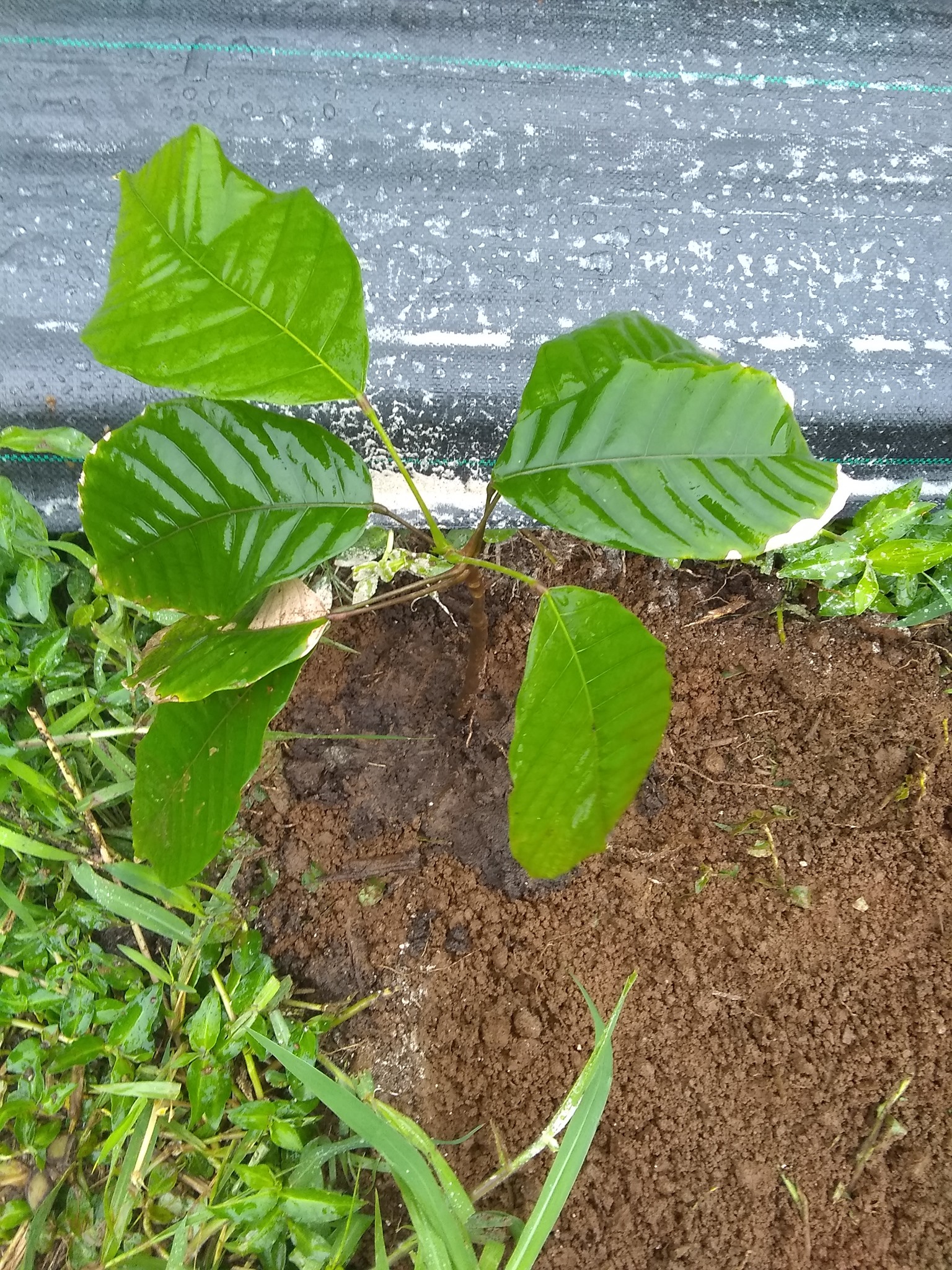 68日目:カカオを植えた
