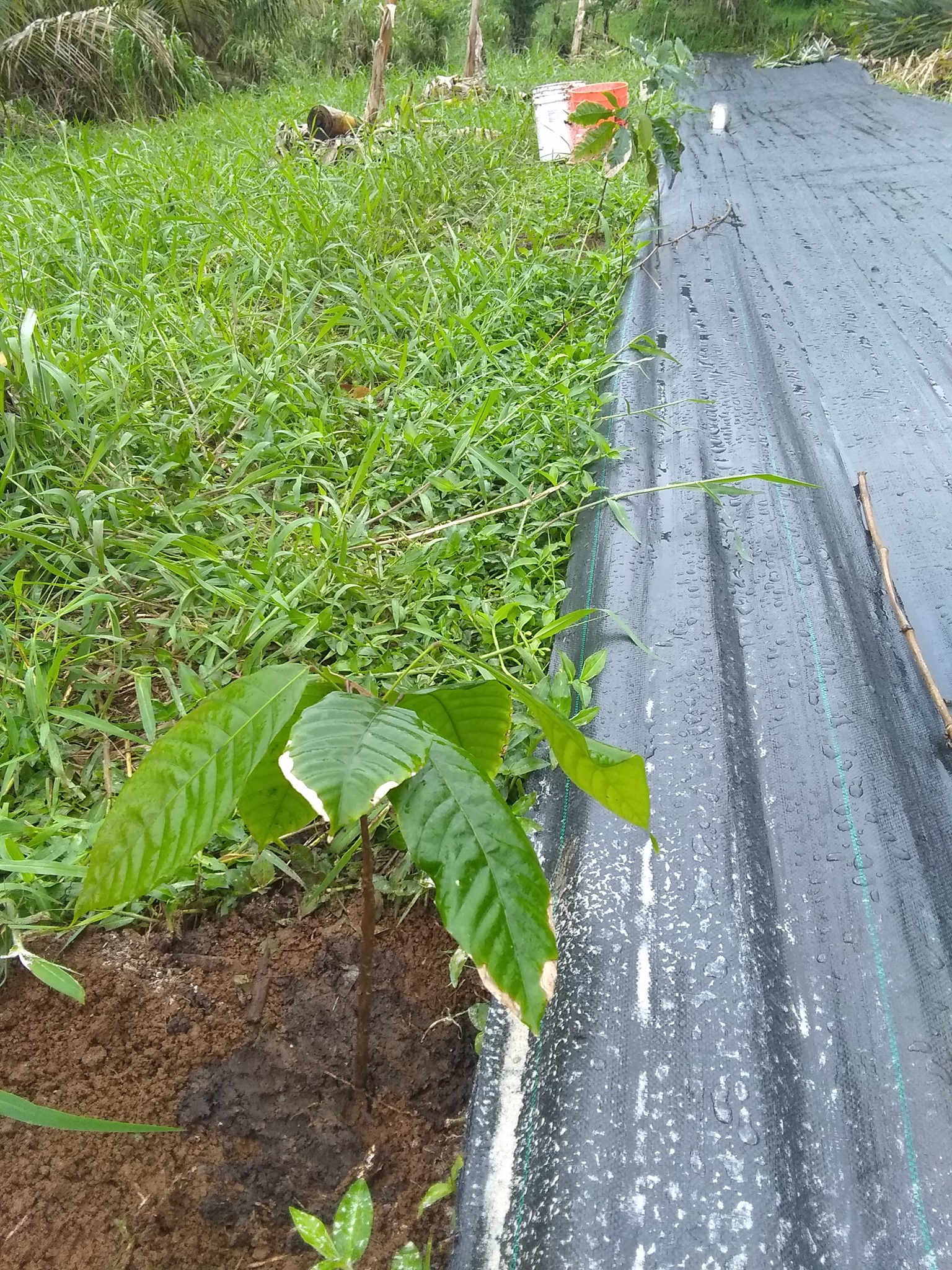 68日目:カカオを植えた