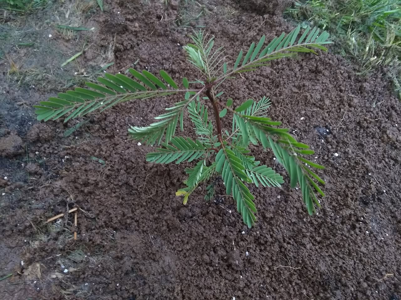 69日目:セスバニアを植えた