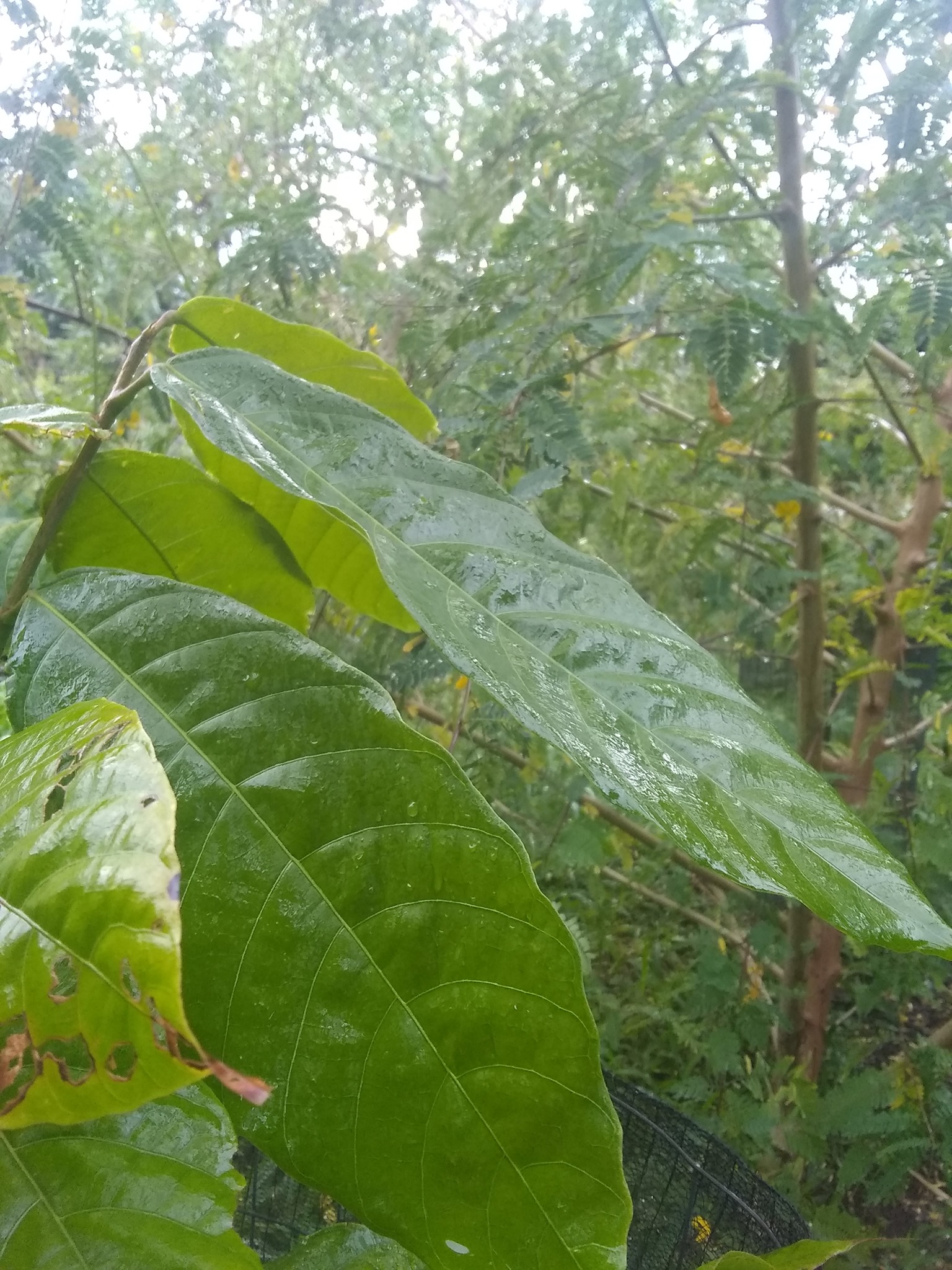 69日目:セスバニアを植えた