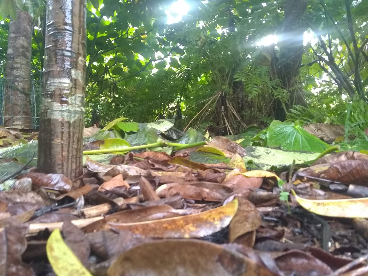 69日目:セスバニアを植えた