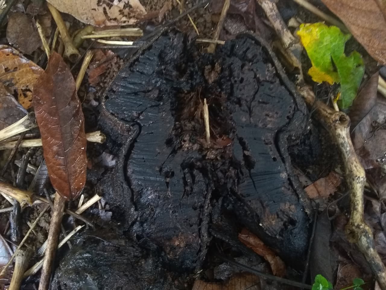 69日目:セスバニアを植えた