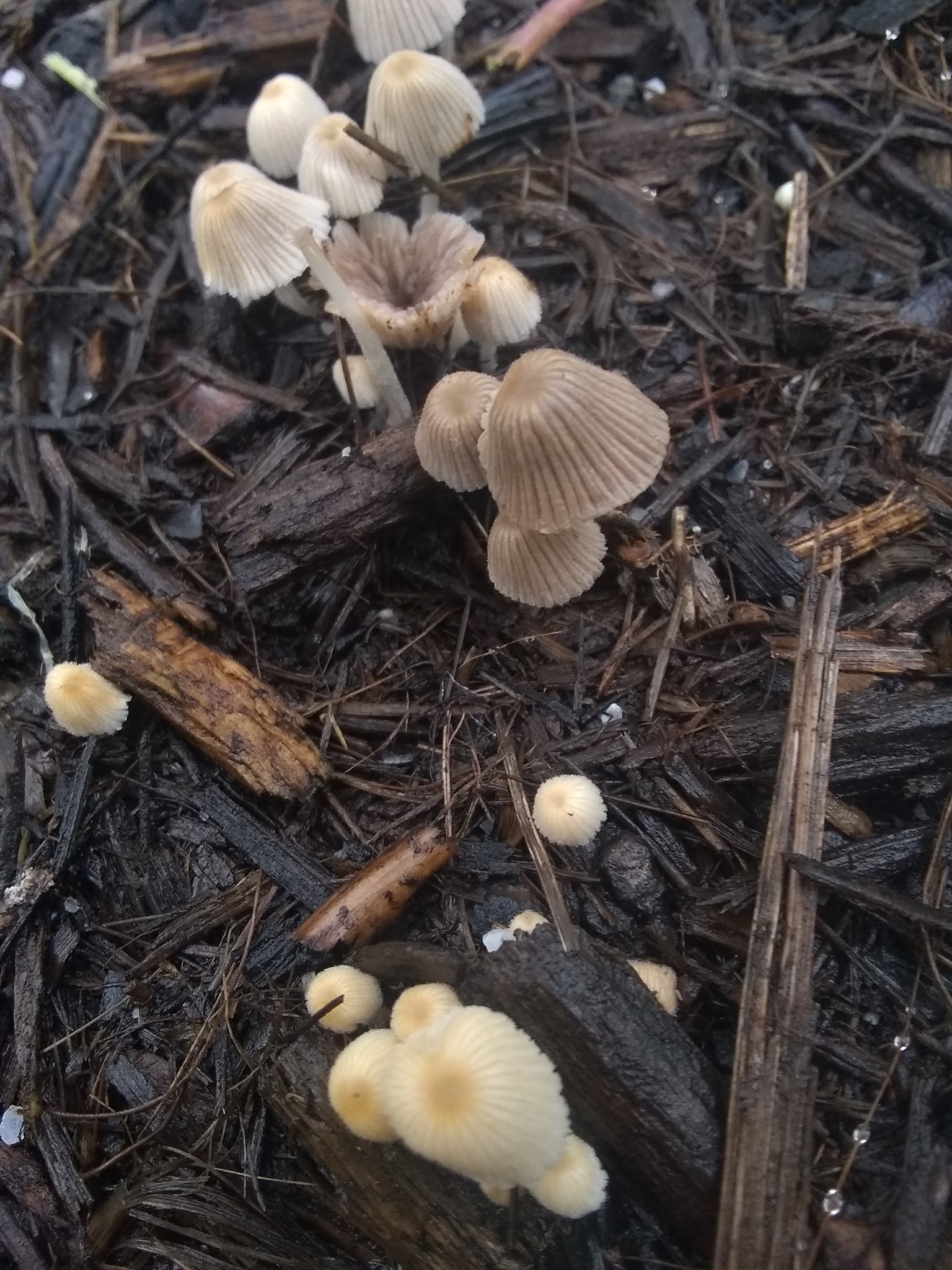 69日目:セスバニアを植えた