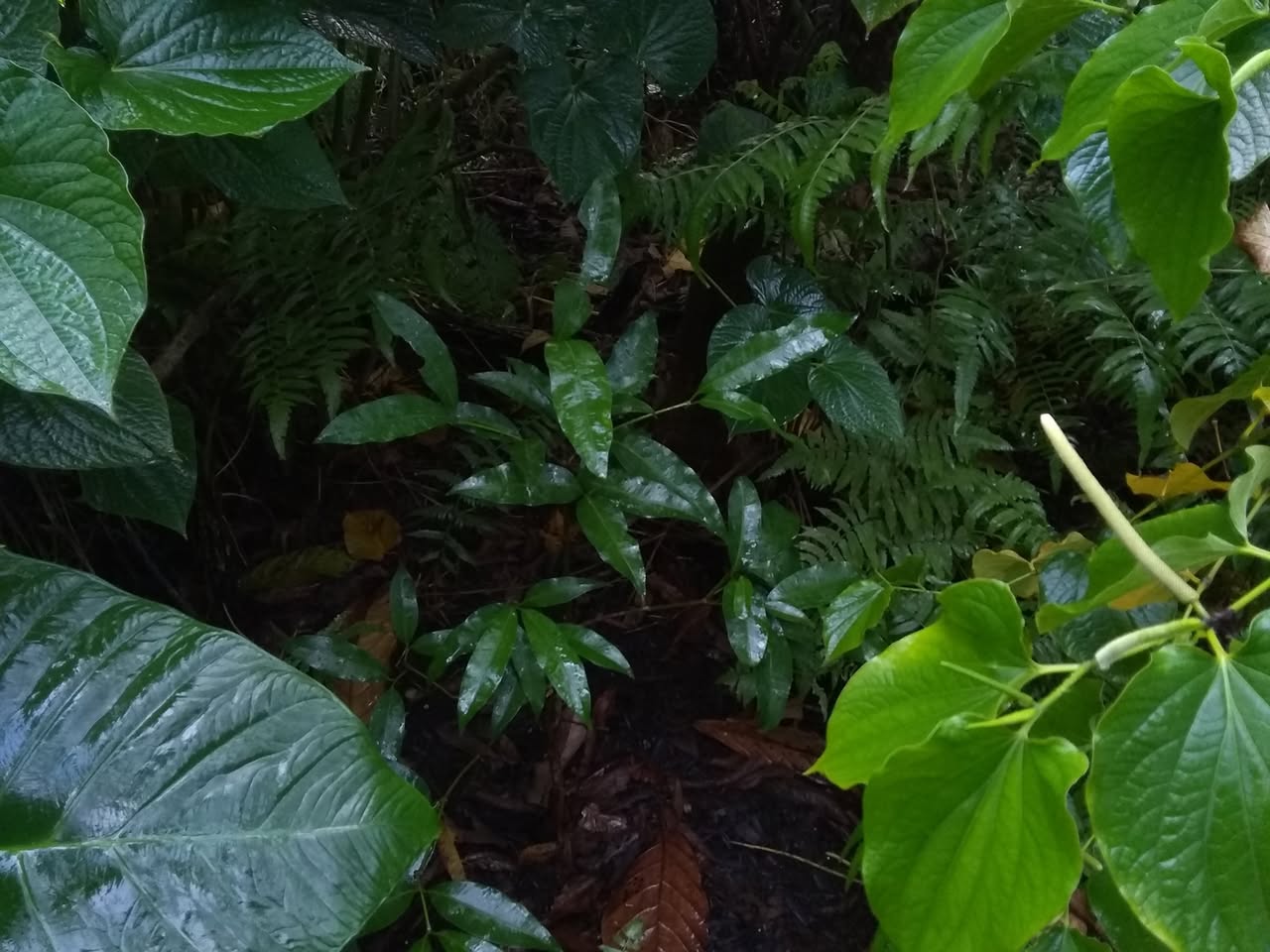 69日目:セスバニアを植えた