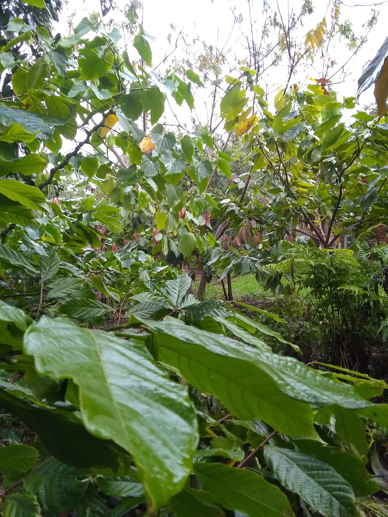69日目:セスバニアを植えた