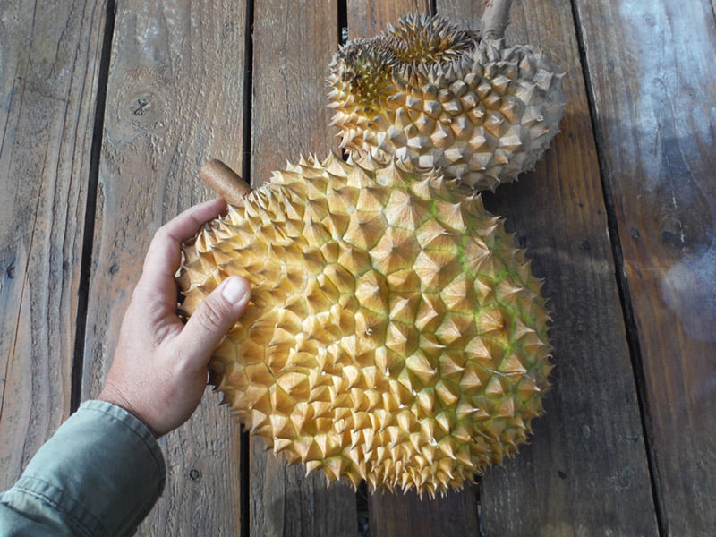 Day 7: I planted a seedling durian tree. Not sure what kine but I bet it was one of the
