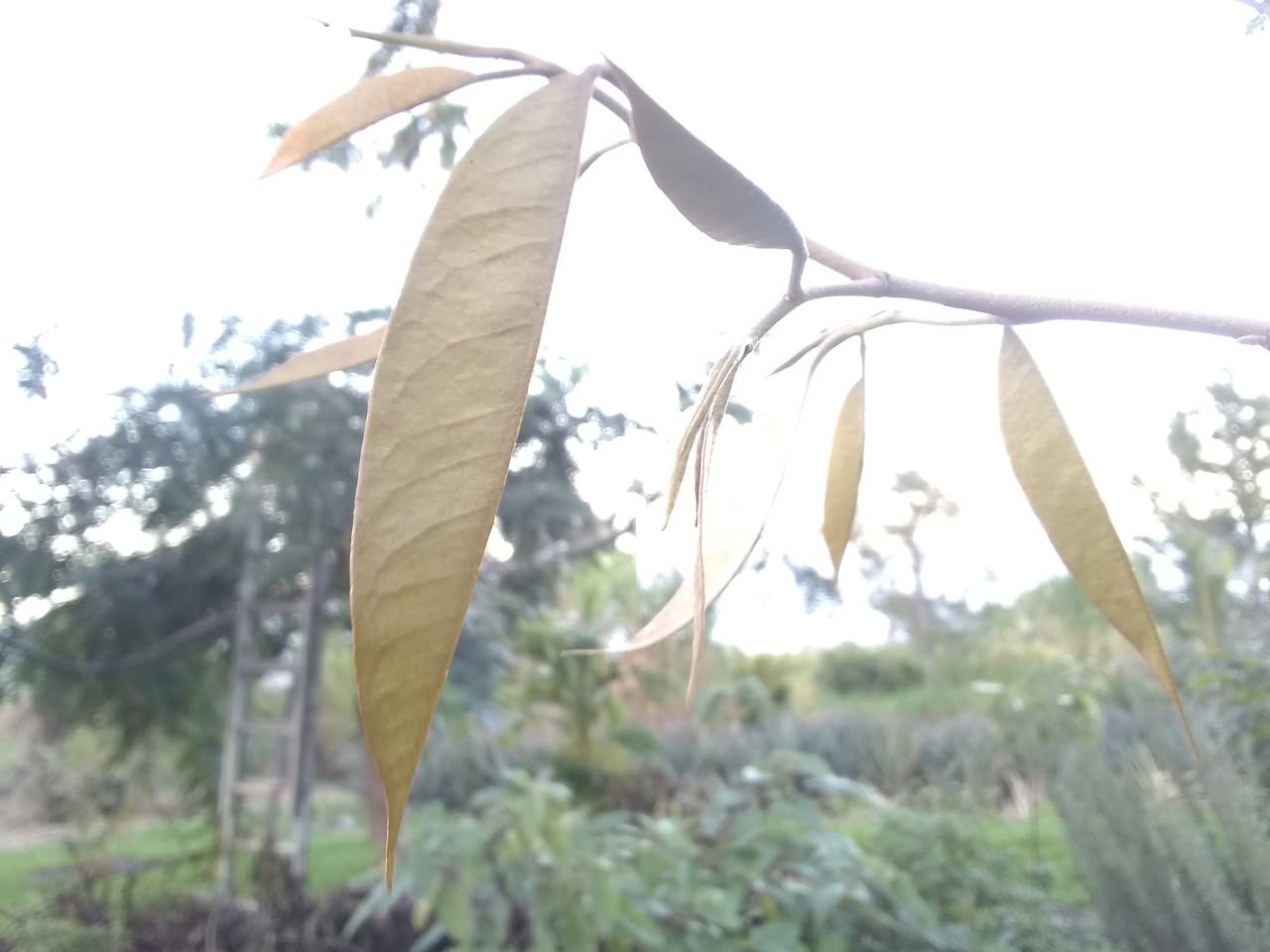 Day 7: I planted a seedling durian tree. Not sure what kine but I bet it was one of the