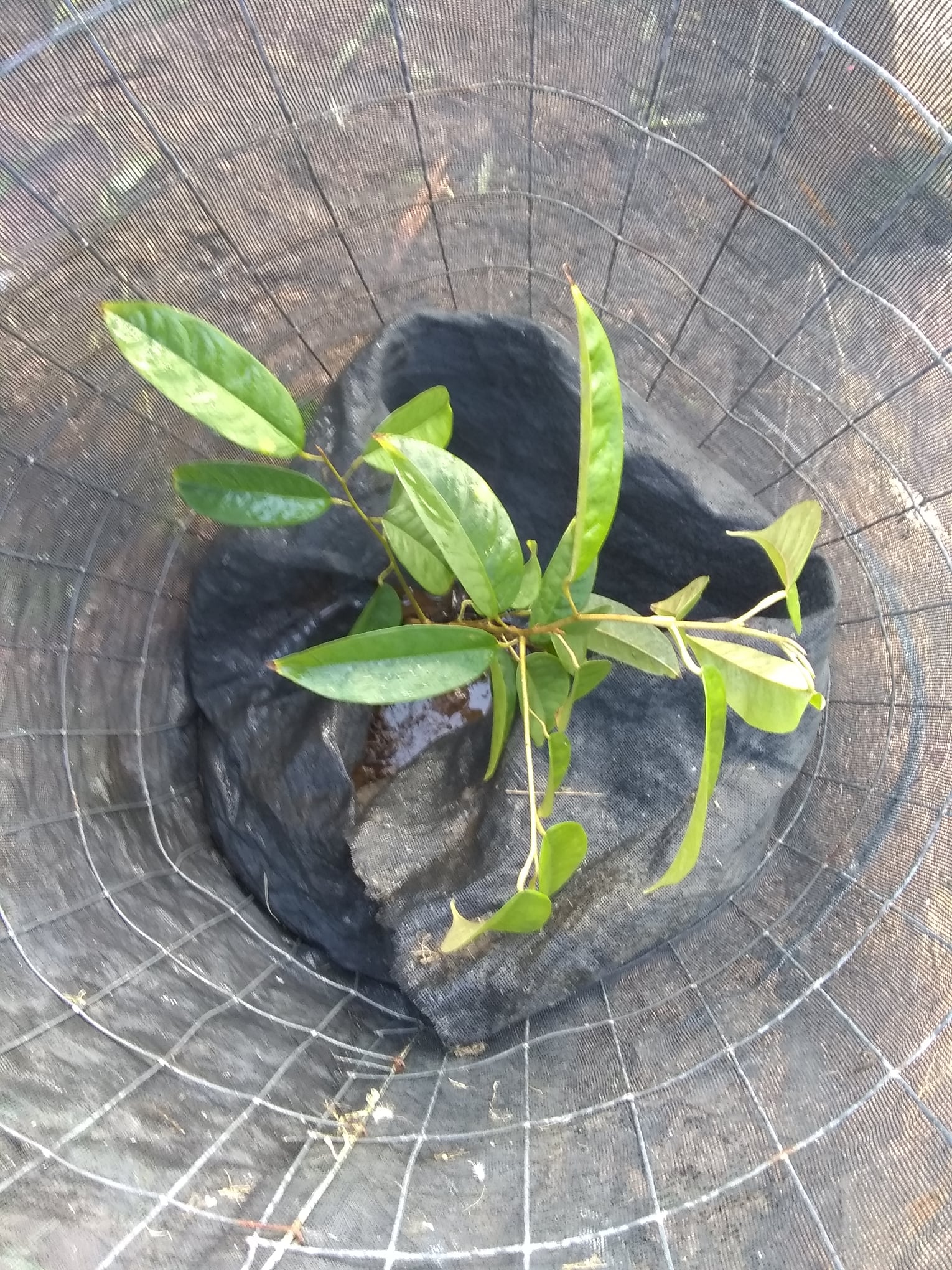 7日目:ドリアンの実生苗を植えた