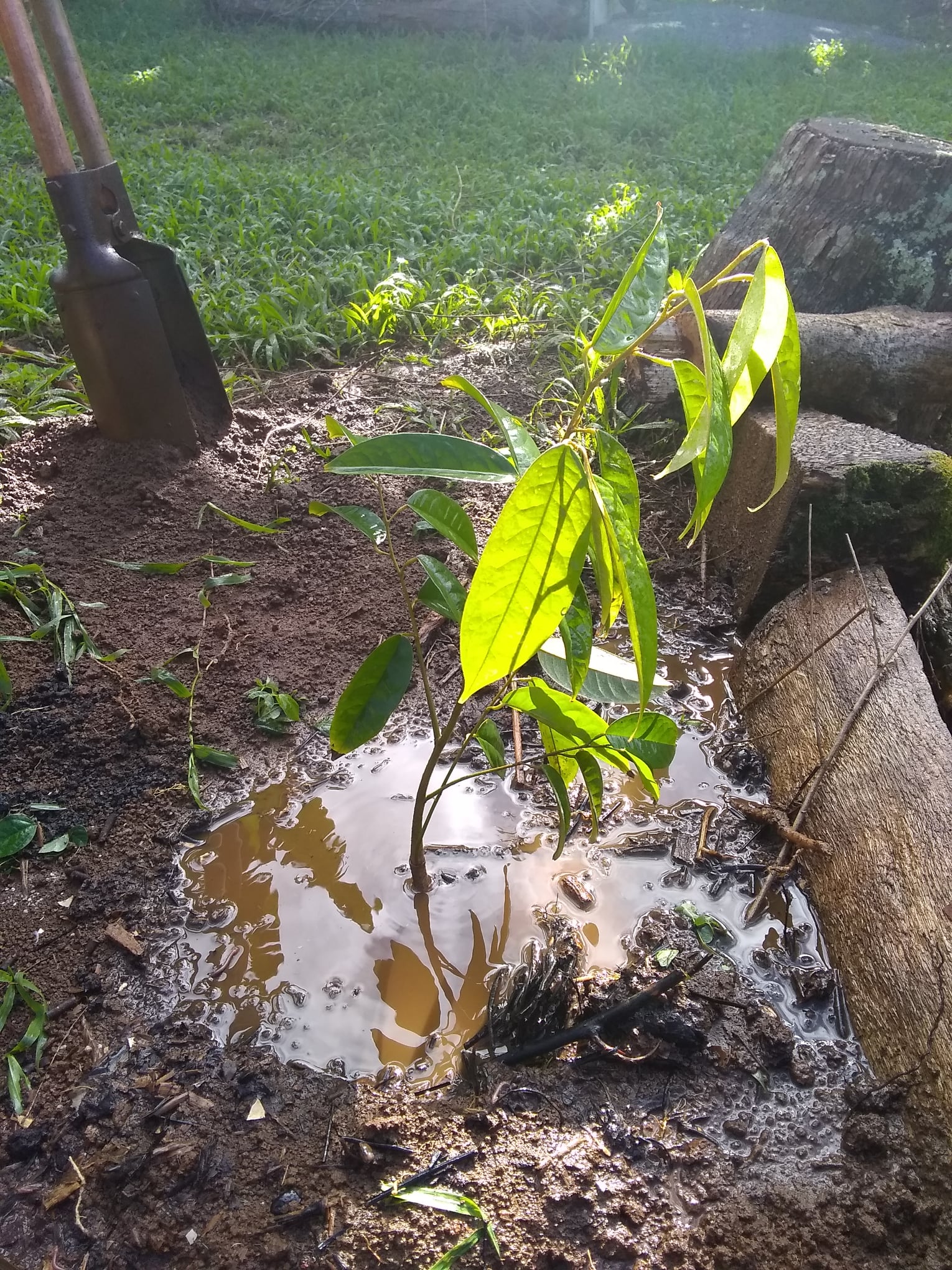 7日目:ドリアンの実生苗を植えた