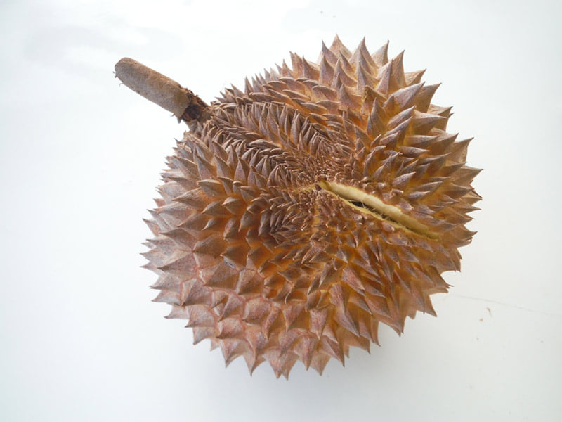 Day 7: I planted a seedling durian tree. Not sure what kine but I bet it was one of the
