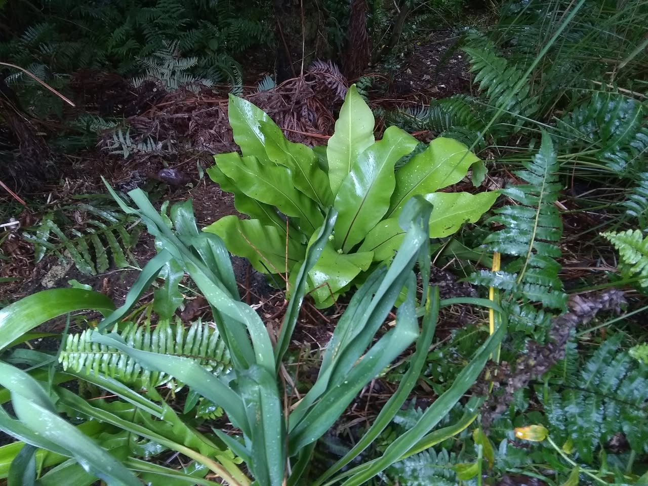 71日目:ビーズネストファーンを植えた