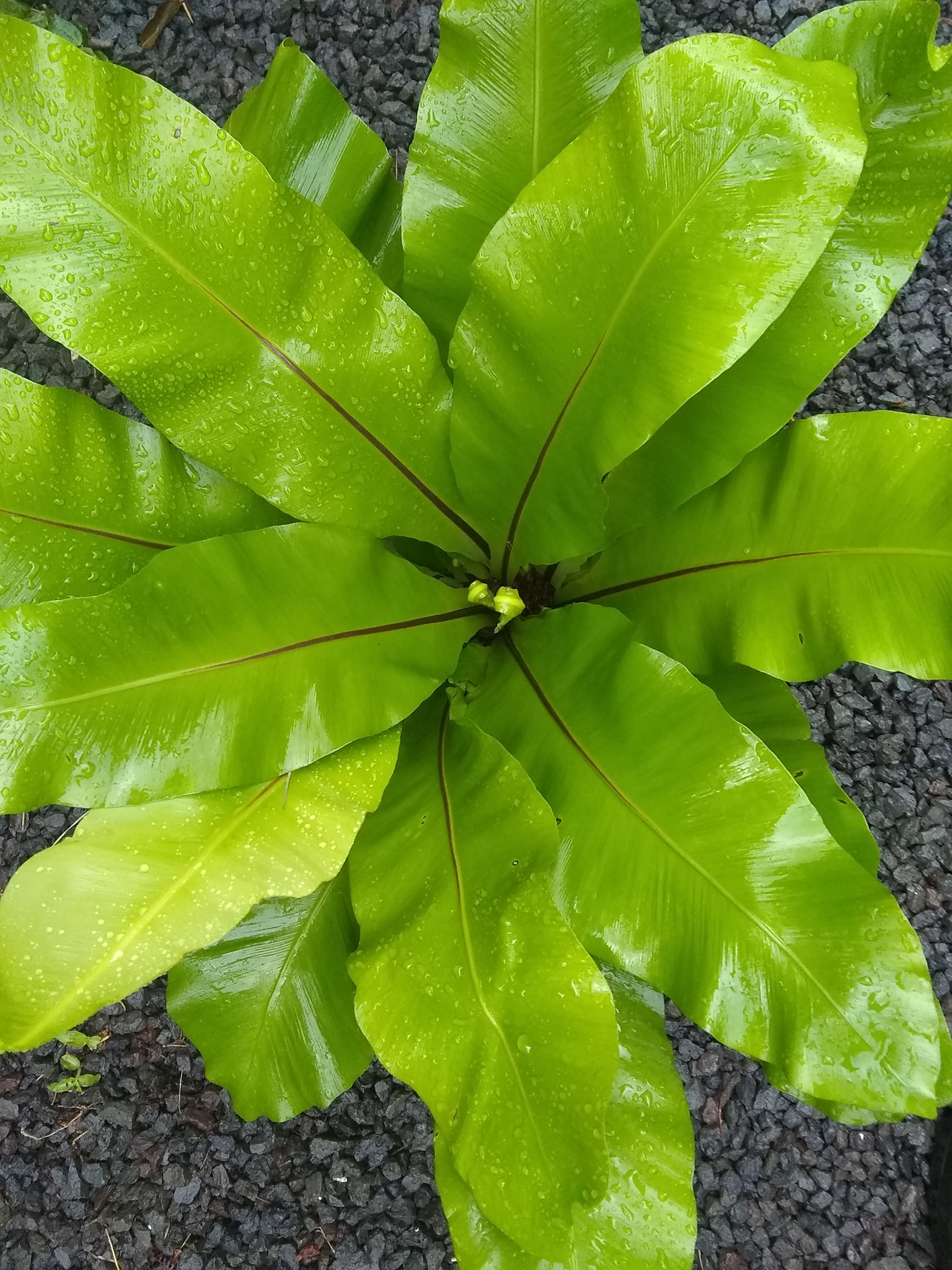 71日目:ビーズネストファーンを植えた