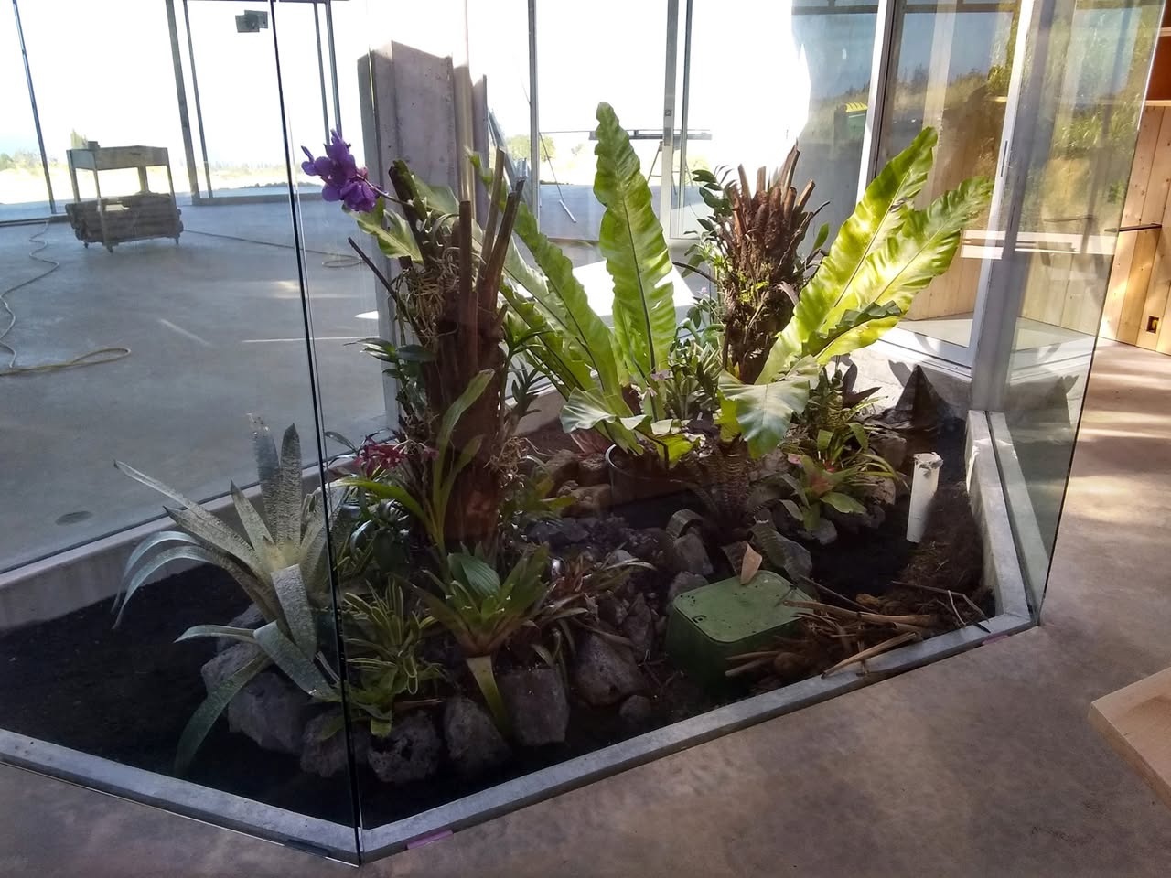 71日目:ビーズネストファーンを植えた