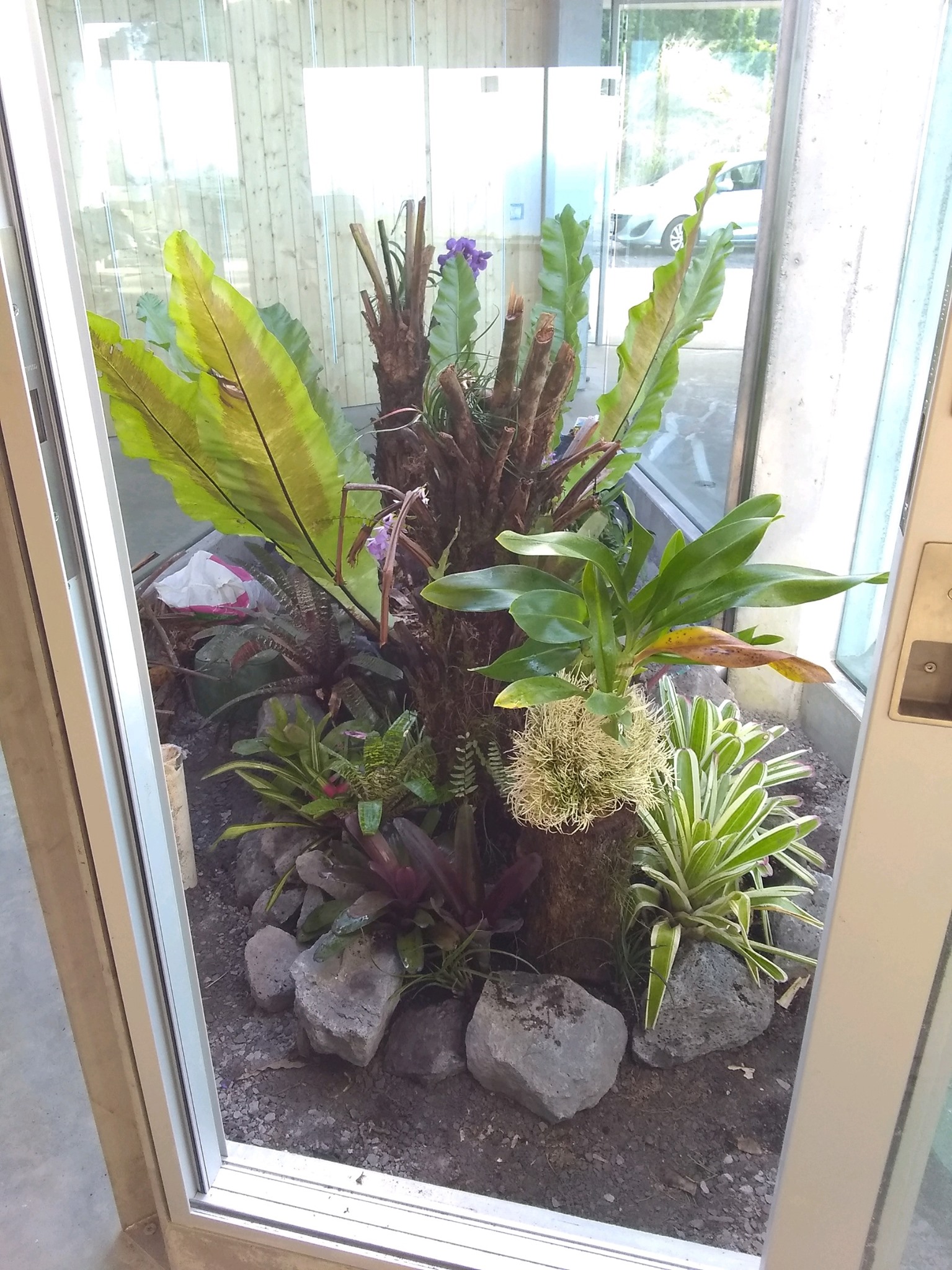 71日目:ビーズネストファーンを植えた
