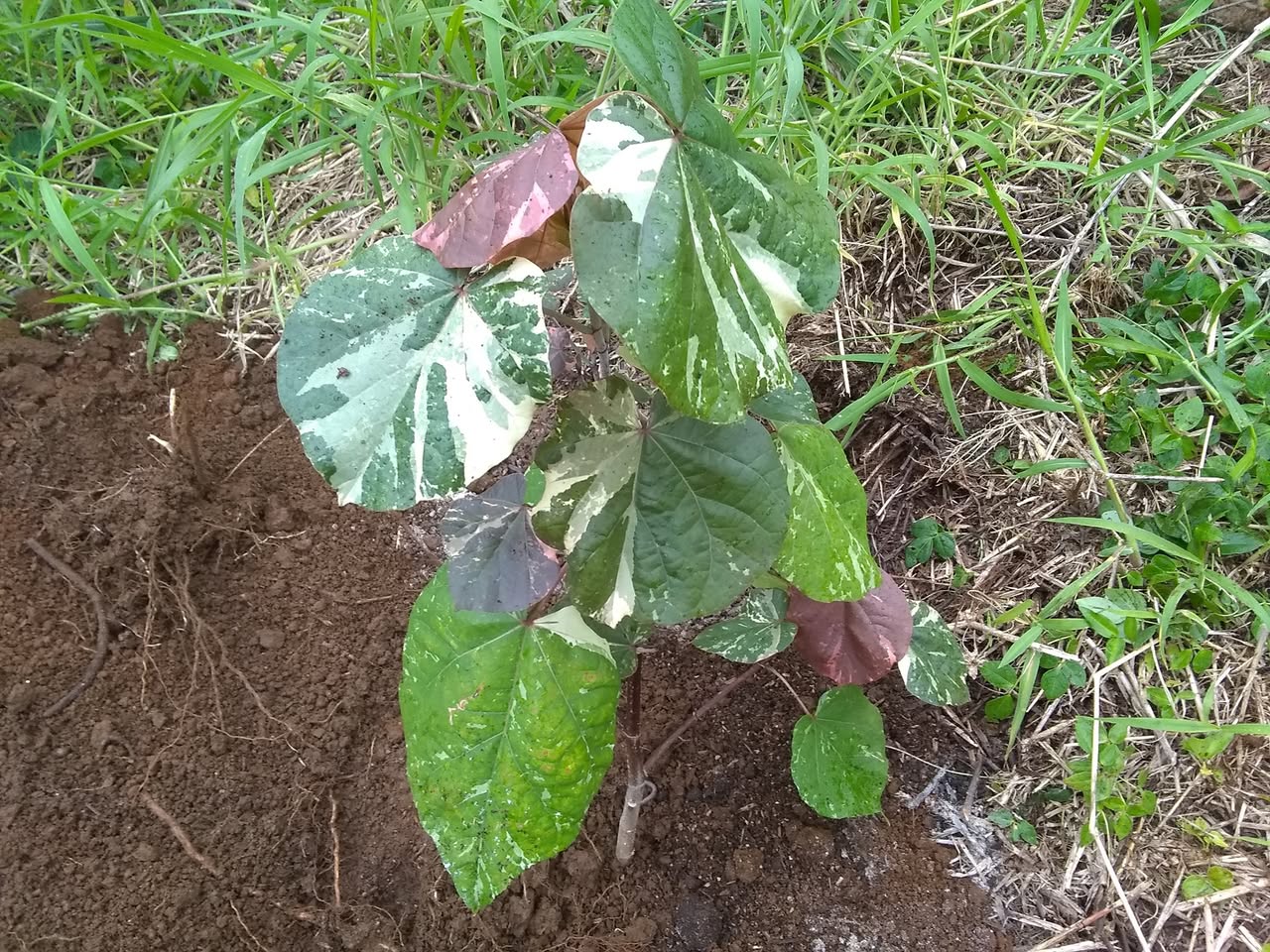 74日目:本物のハウの木を植えた