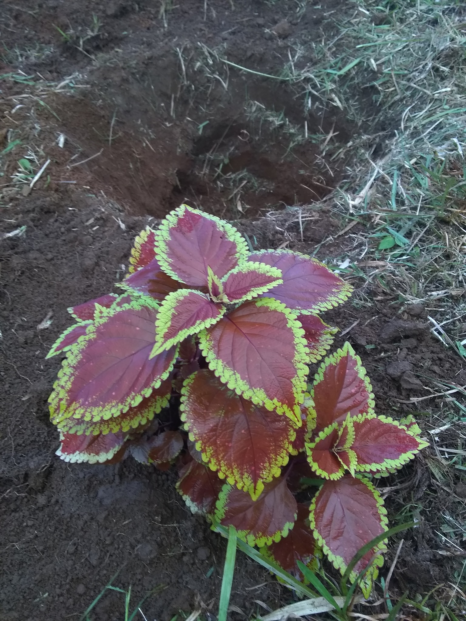 75日目:種を鉢植えした