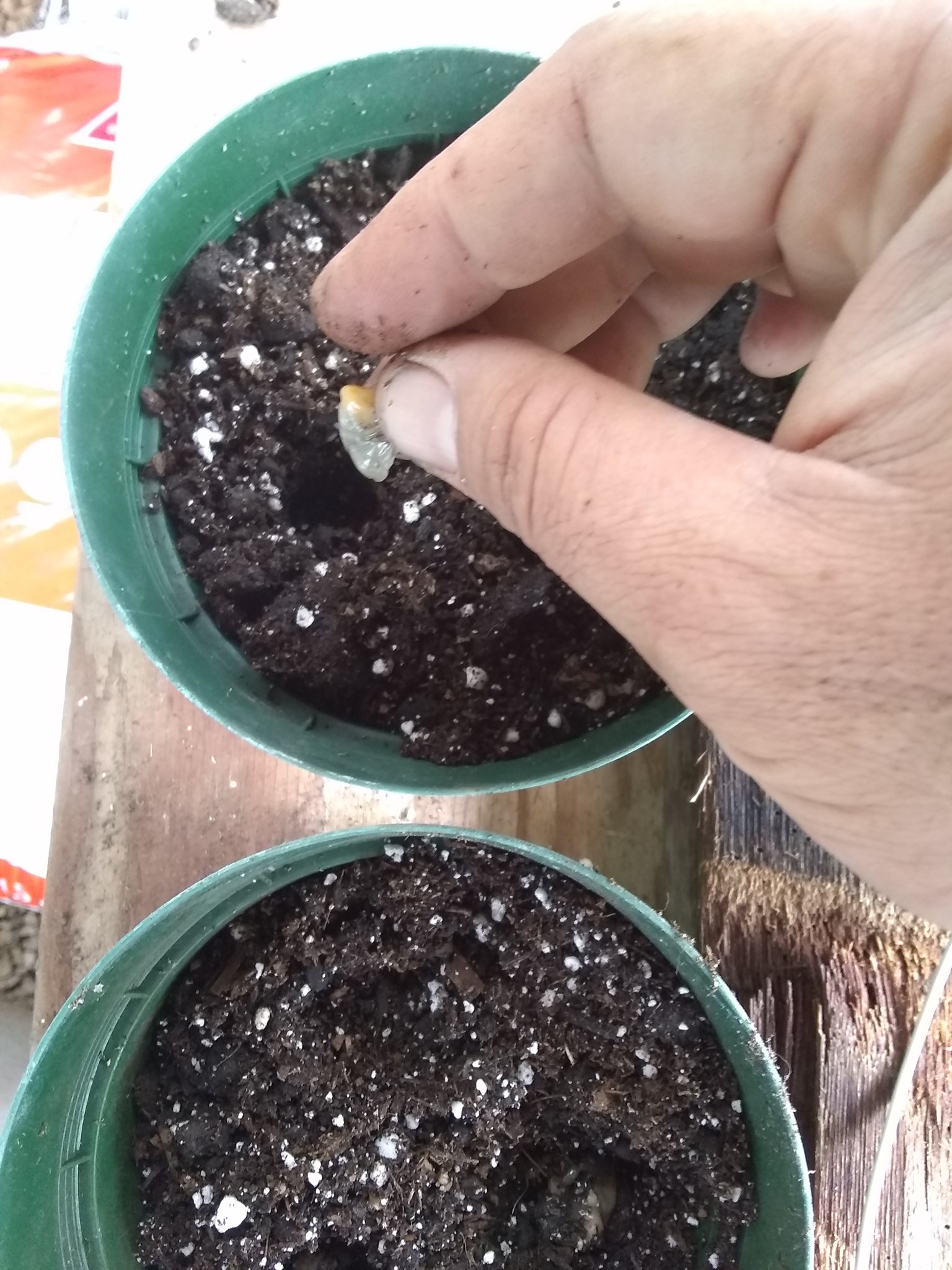 75日目:種を鉢植えした