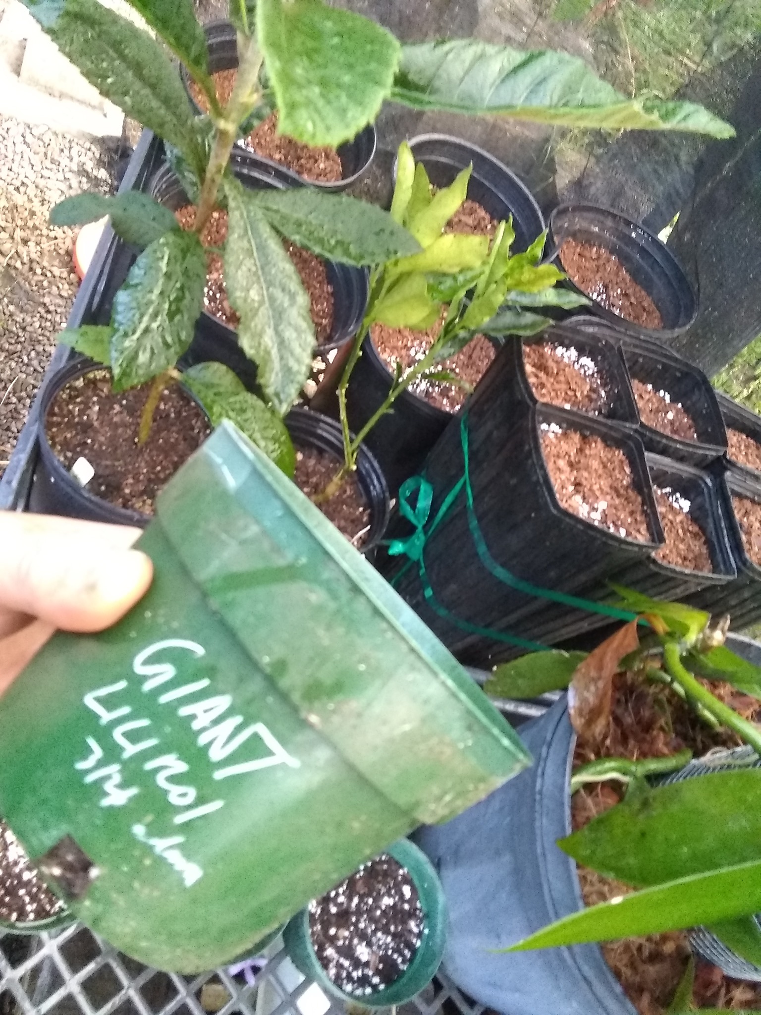 75日目:種を鉢植えした