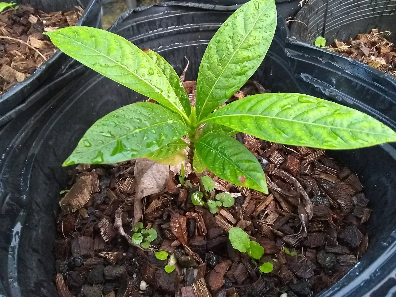 75日目:種を鉢植えした