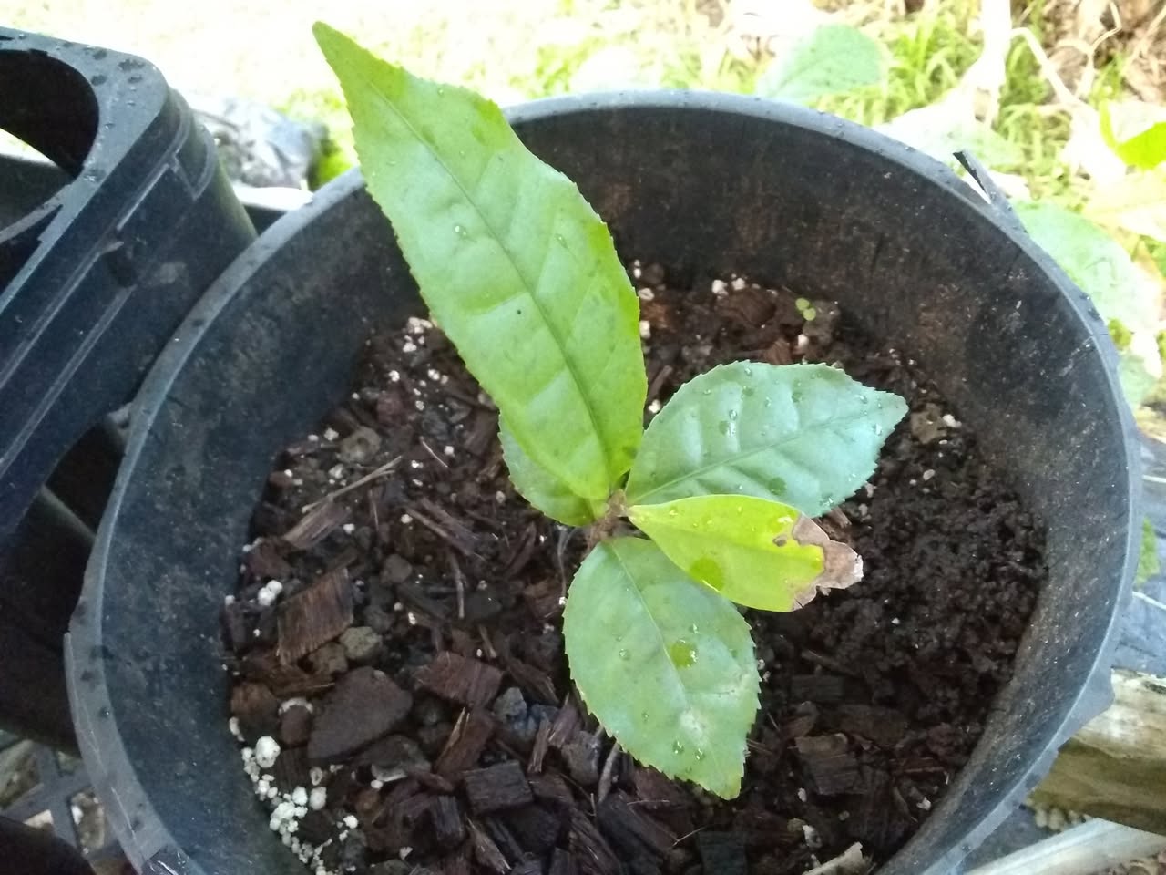 75日目:種を鉢植えした