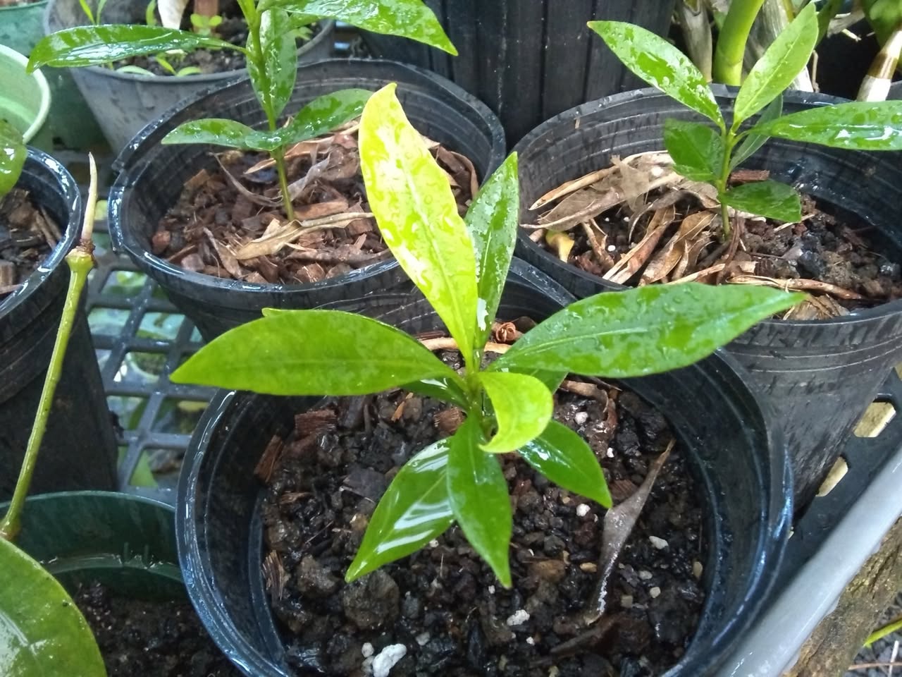 75日目:種を鉢植えした
