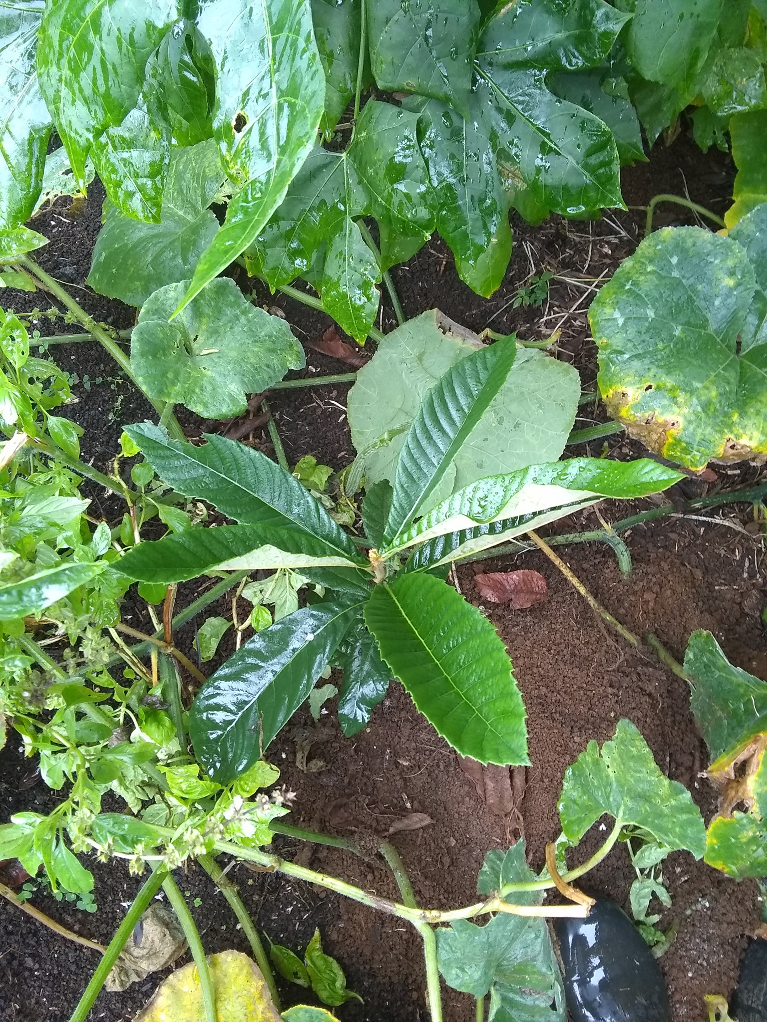 76日目:ビワを植えた