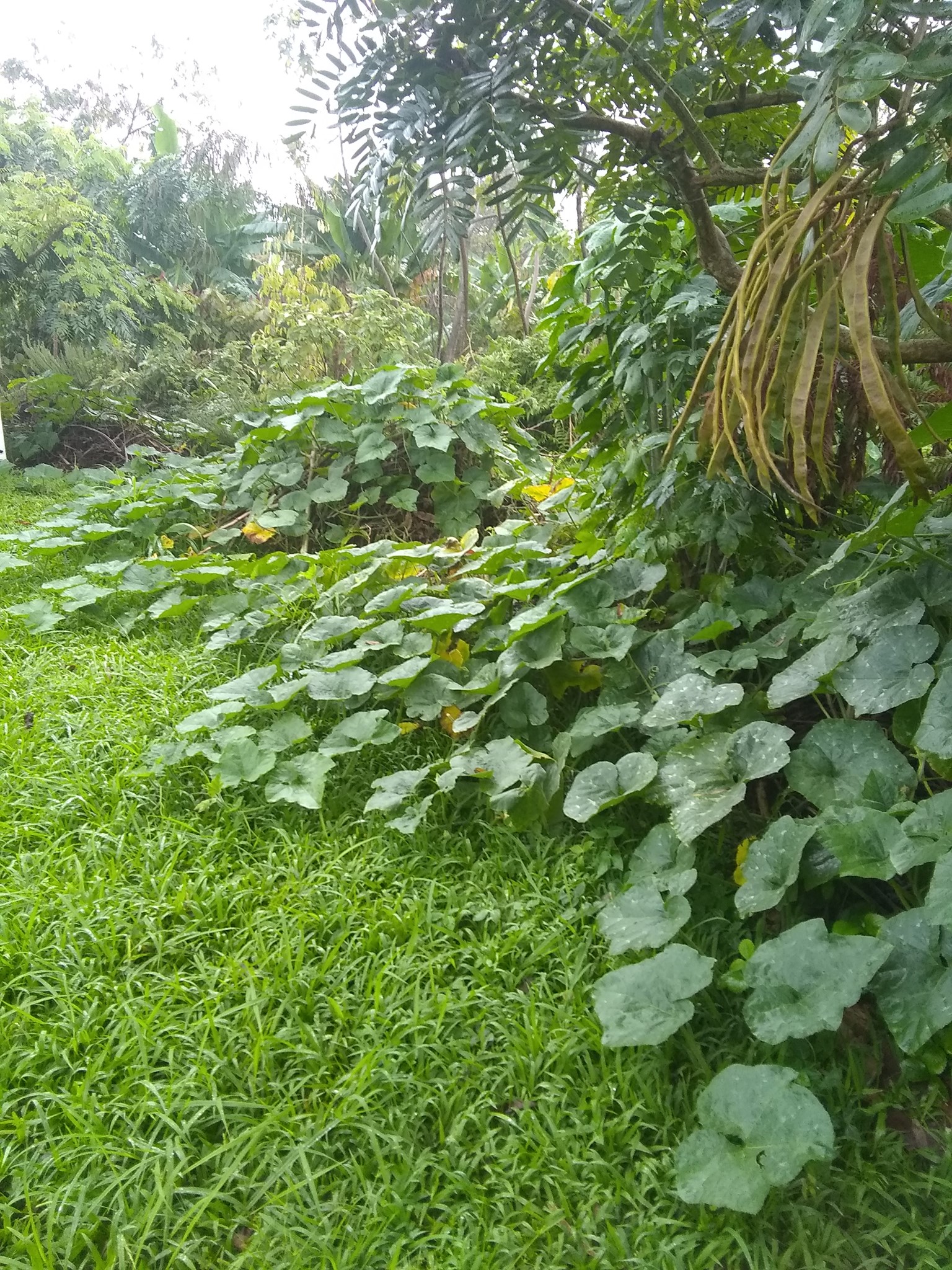 76日目:ビワを植えた