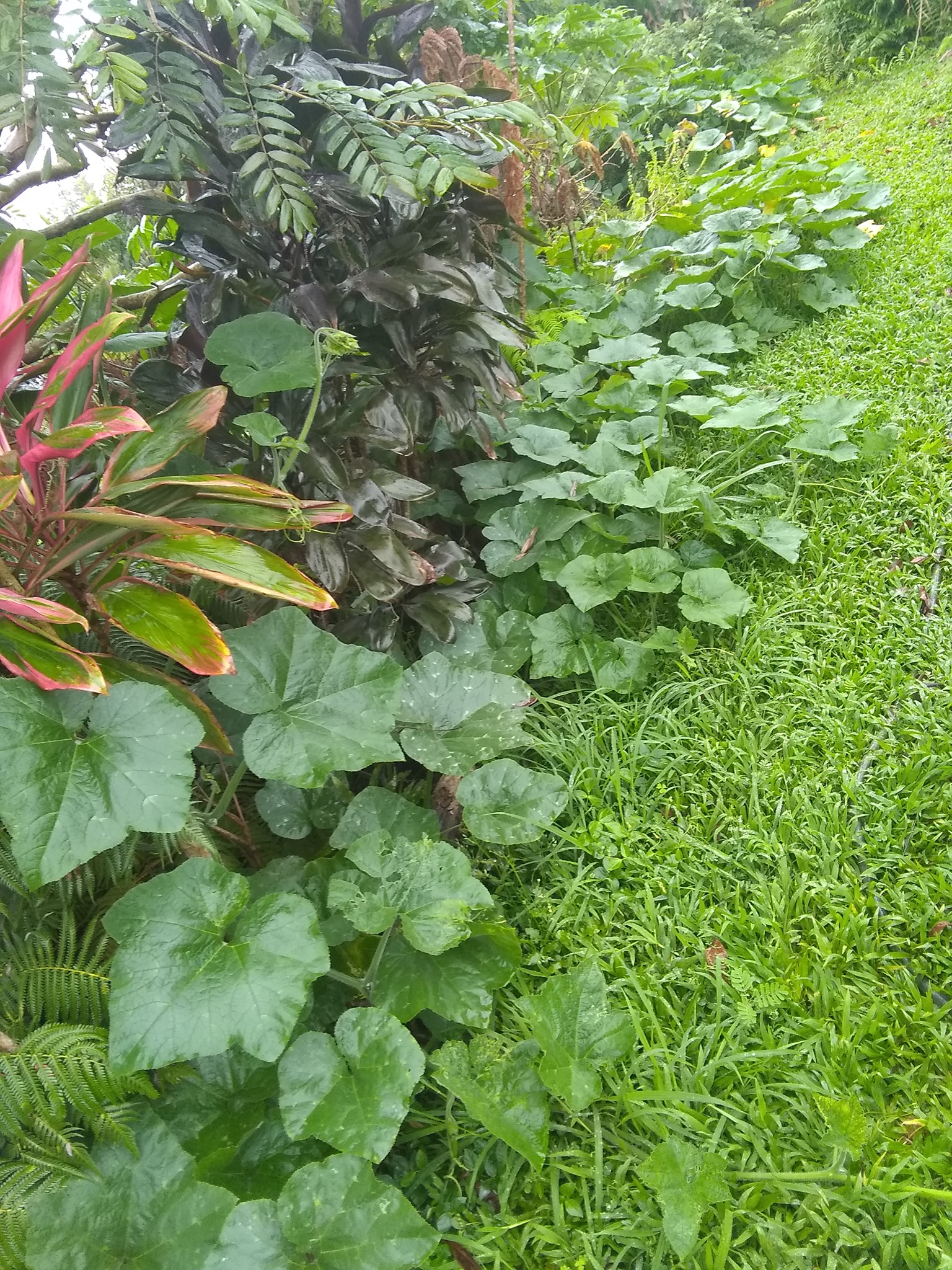76日目:ビワを植えた