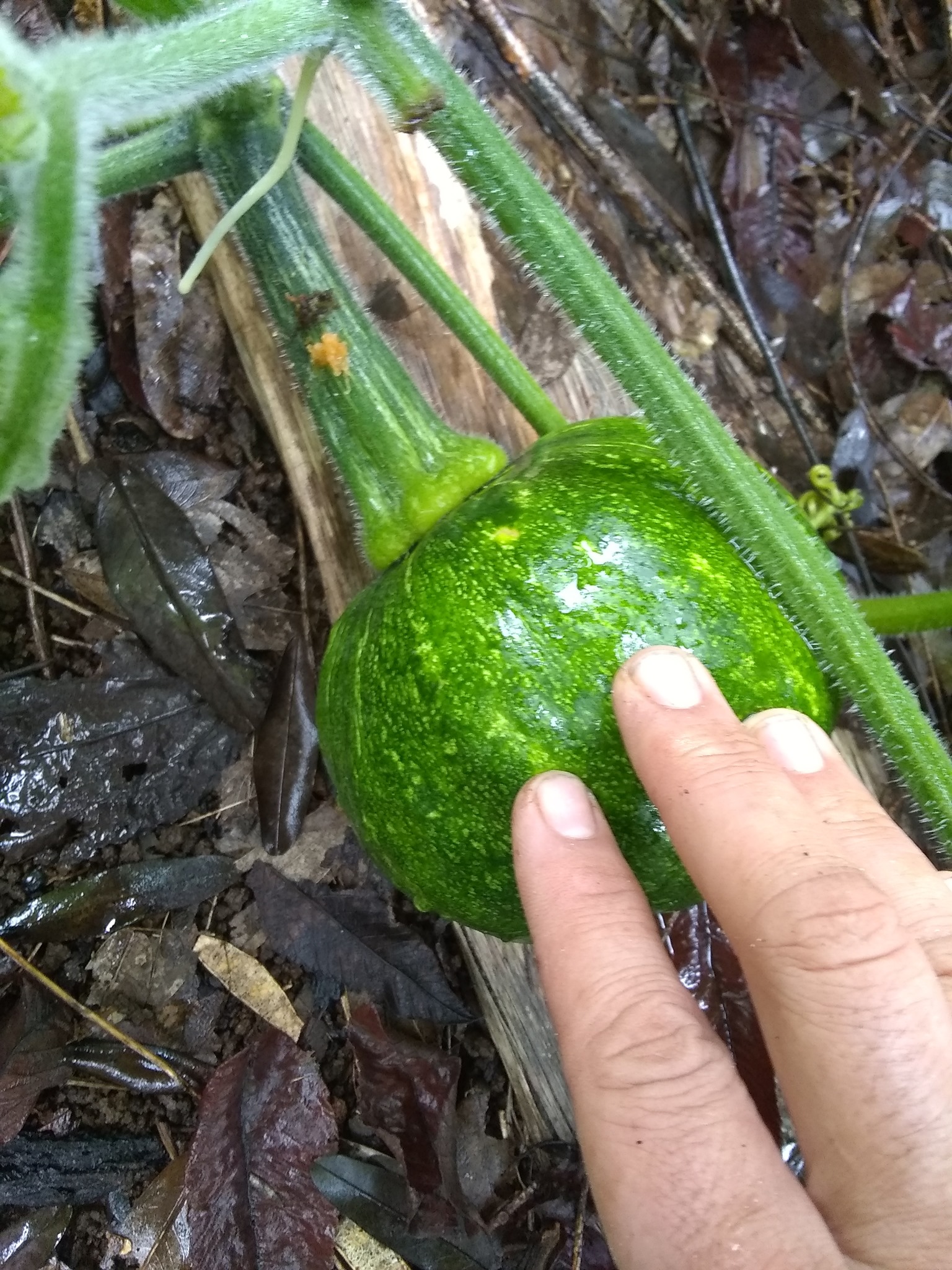 76日目:ビワを植えた