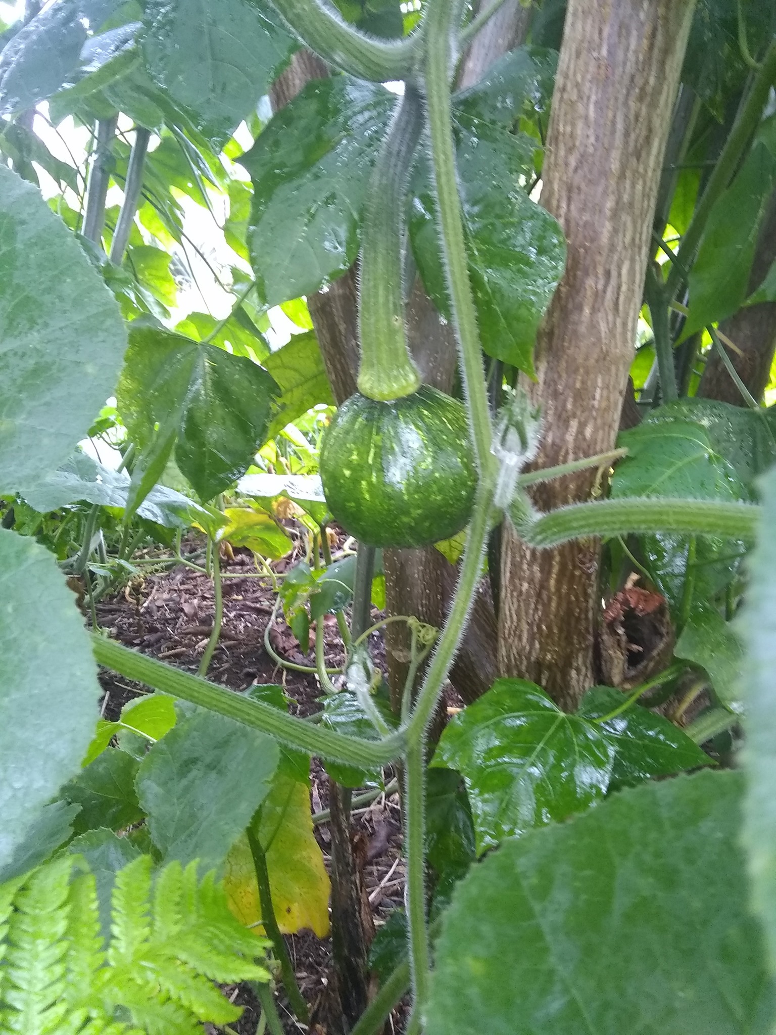 76日目:ビワを植えた