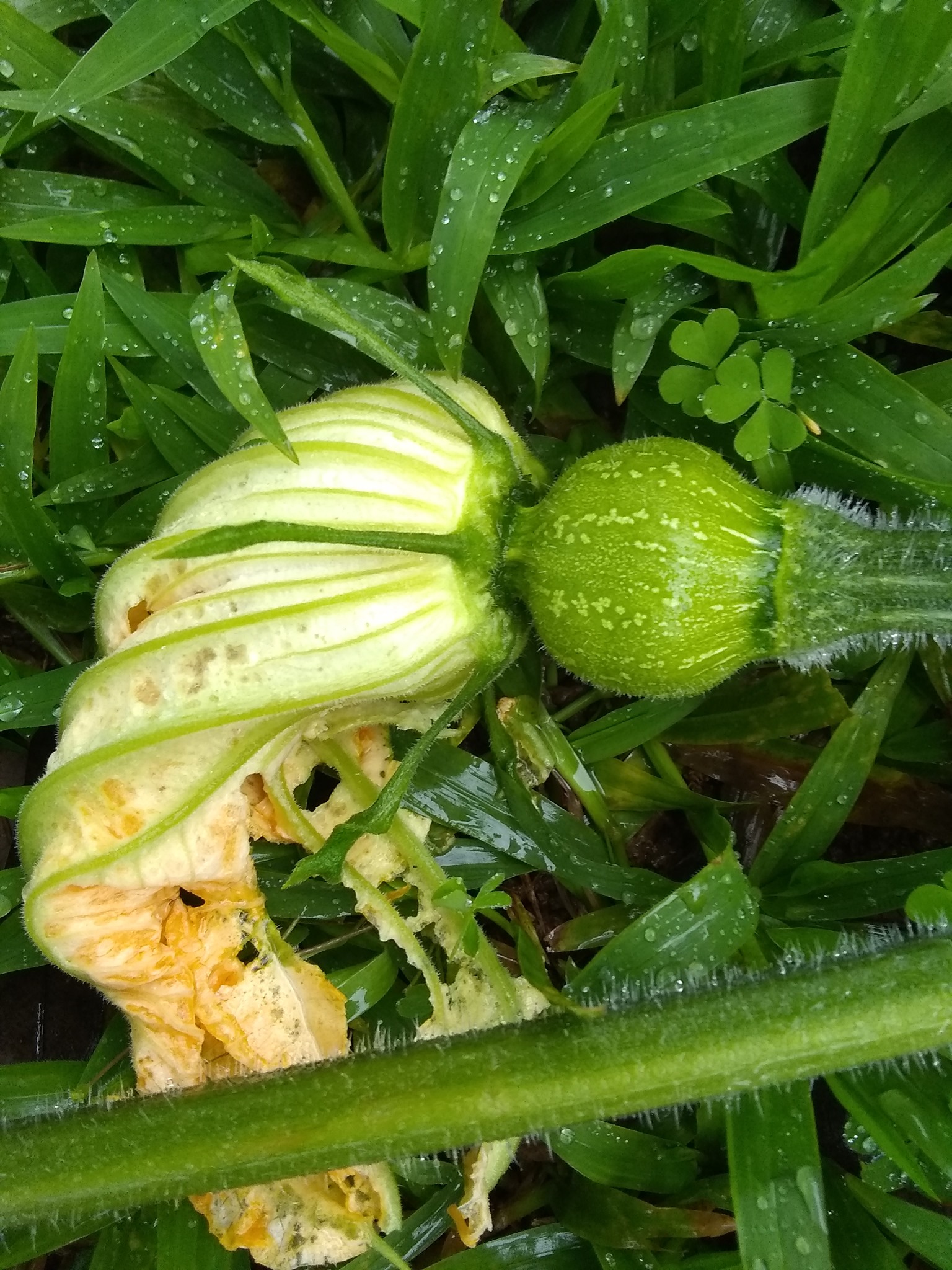 76日目:ビワを植えた