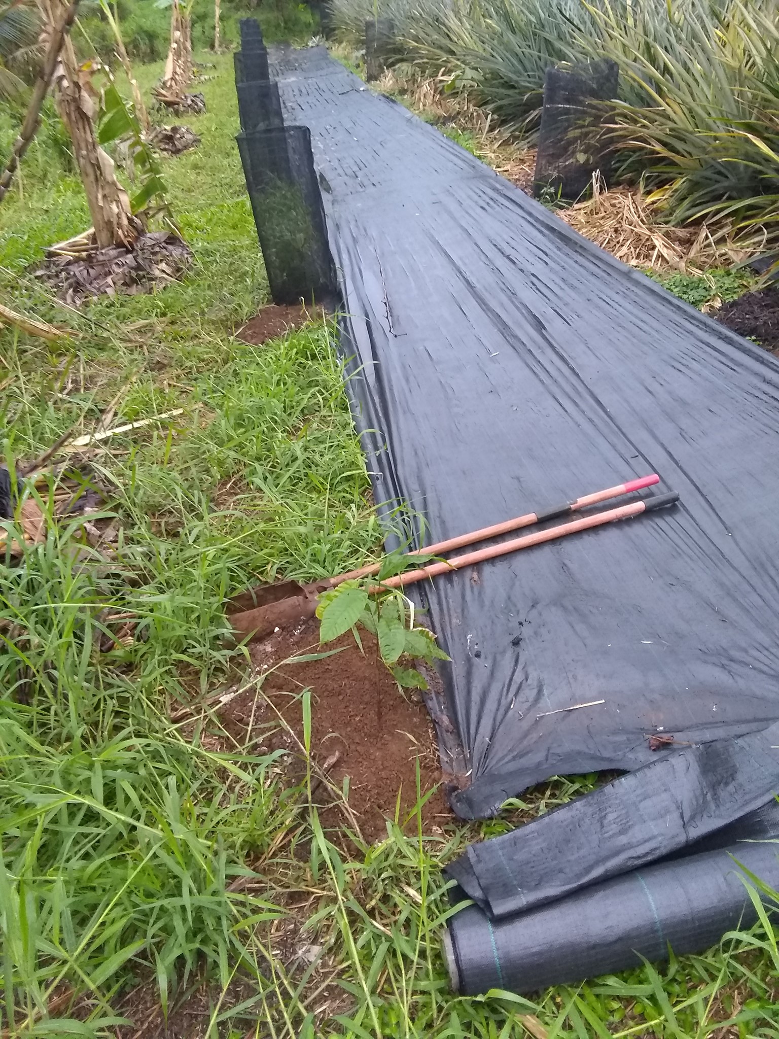 77日目:カカオの種を植えた