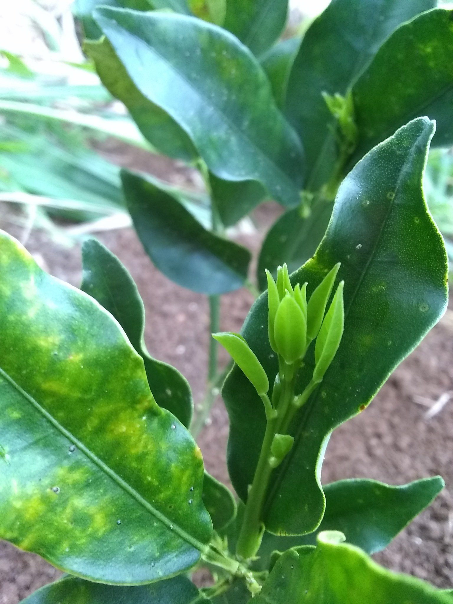 78日目:麗和キンカンを植えた