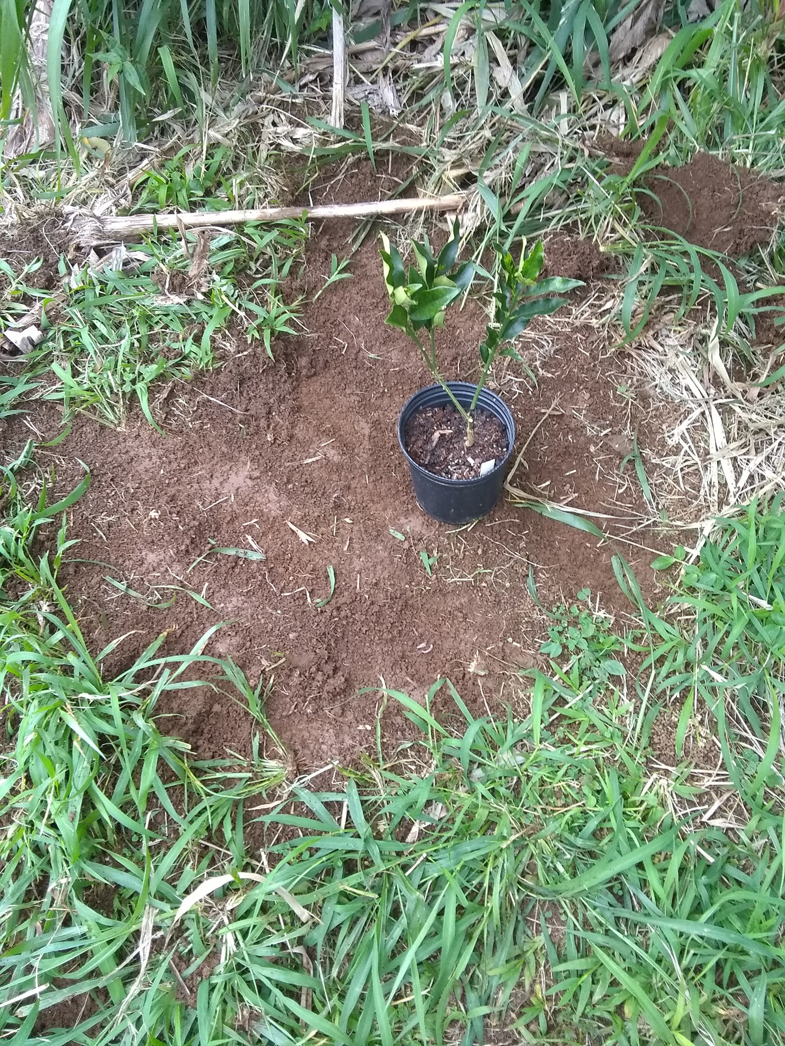 78日目:麗和キンカンを植えた