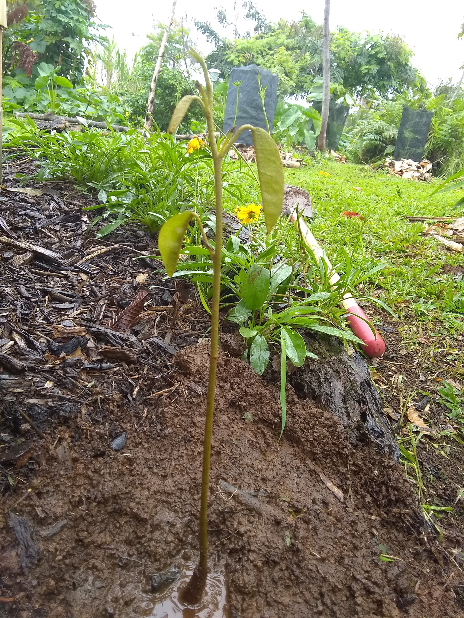 79日目:春分の日、ドリアンを植えた