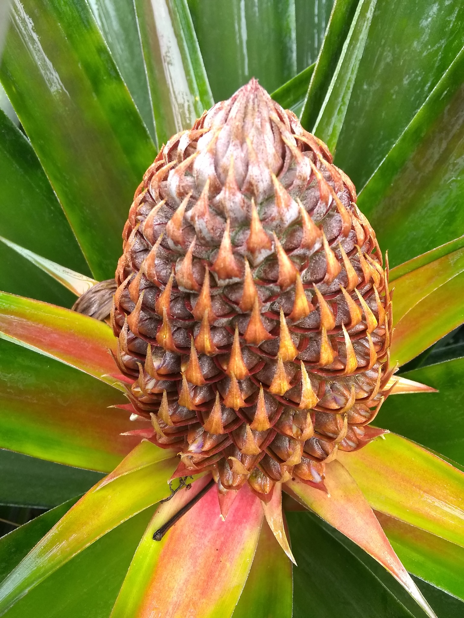 79日目:春分の日、ドリアンを植えた