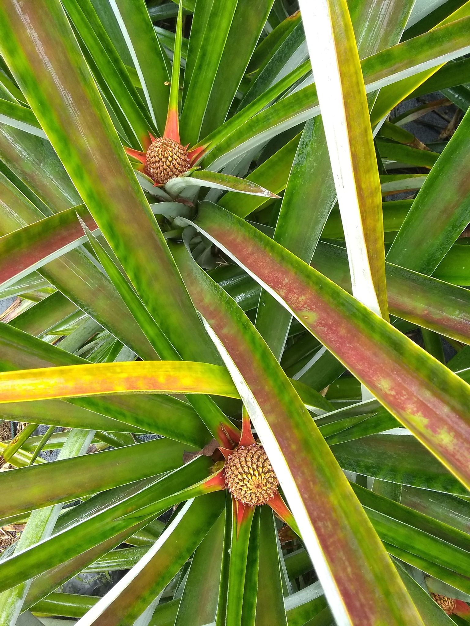 79日目:春分の日、ドリアンを植えた