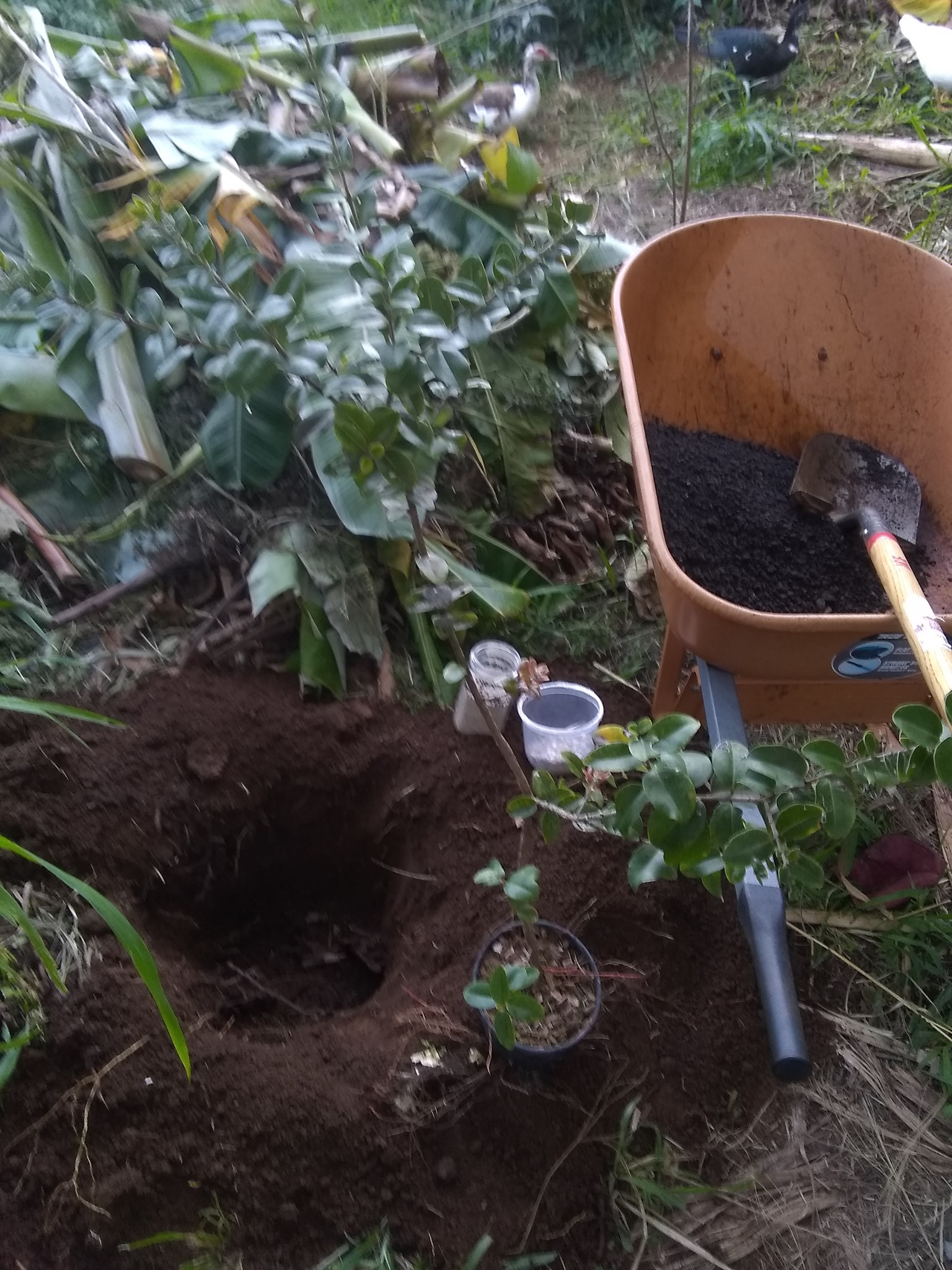 Day 8: Today I planted an Ohia tree that my friend Tim sprouted from seed 3 years ago.
