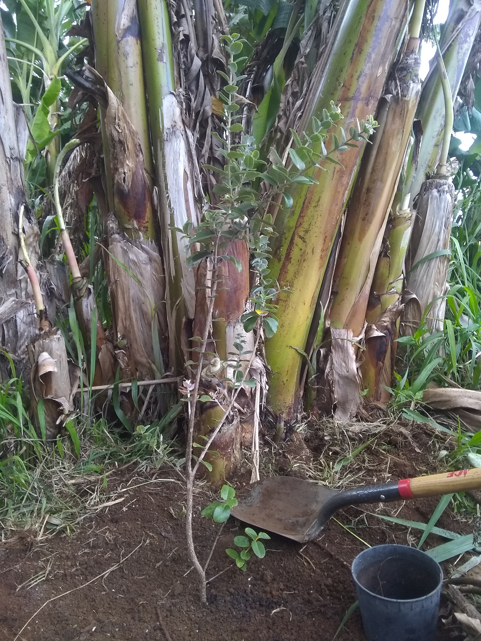 8日目:オヒアの木を植えた