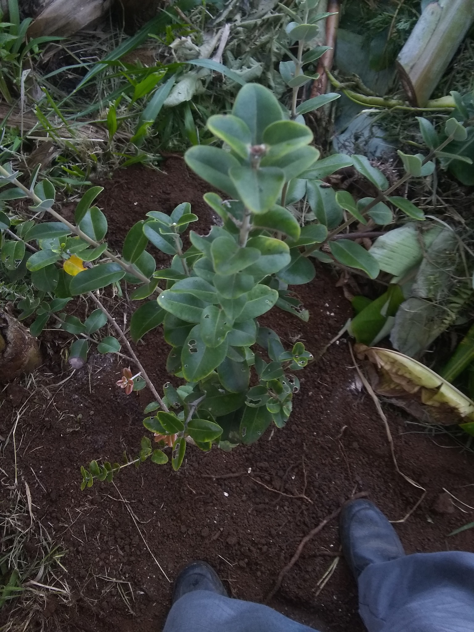 8日目:オヒアの木を植えた